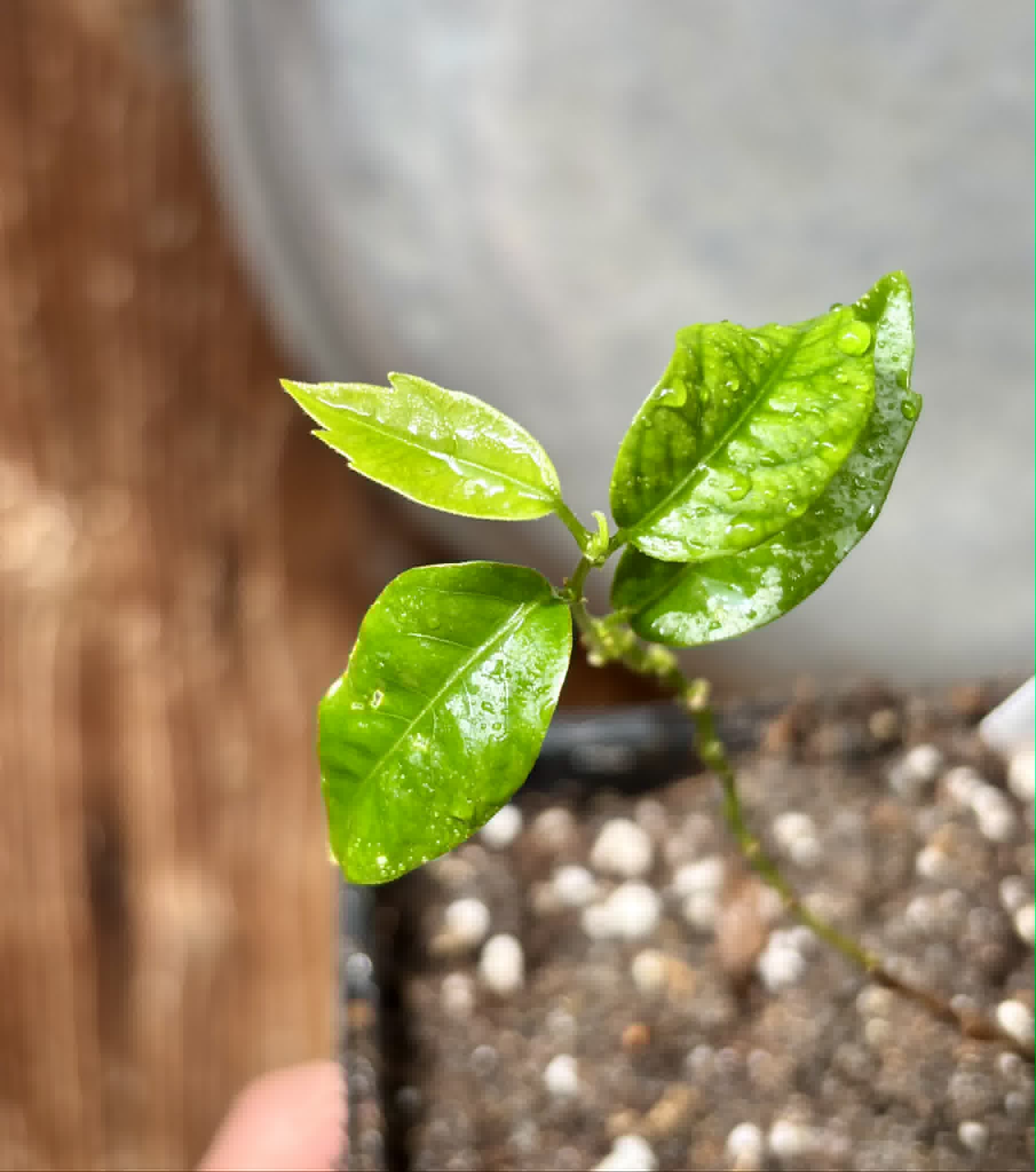 Guaraná (Paullinia cupana) - 1 small potted seedling / 1 kleiner, getopfter Sämling