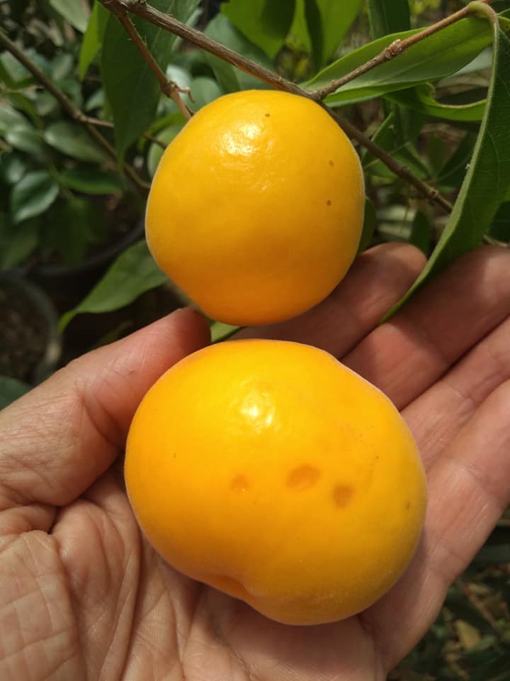 Ubajai (Eugenia myrcianthes) - 1 germinated seed / 1 gekeimter Samen