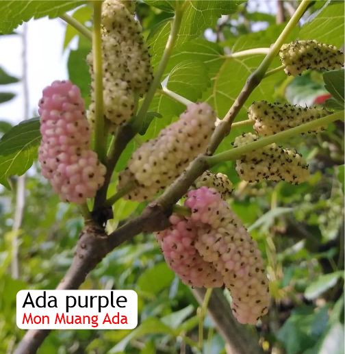 Pre Order - Ada Purple (Morus alba 'Ada Purple') - 1 grafted, potted plant / 1 veredelte, getopfte Pflanze