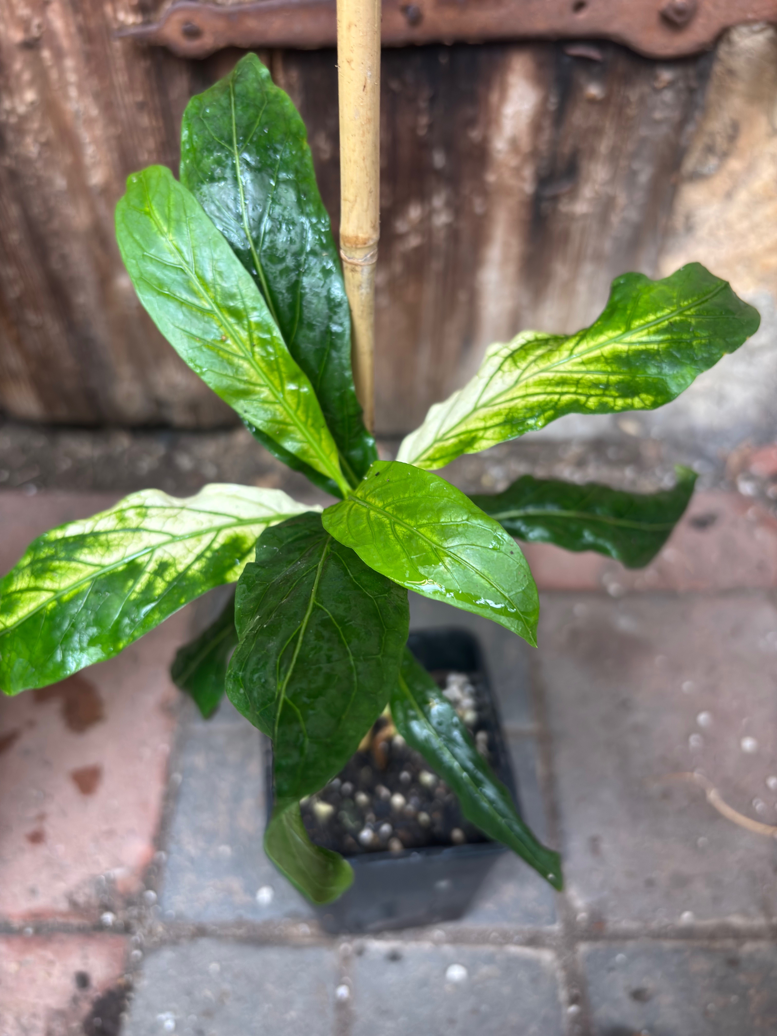 Noni Variegated (Morinda citrifolia) - 1 potted bigger plant / 1 getopfte größere Pflanze 