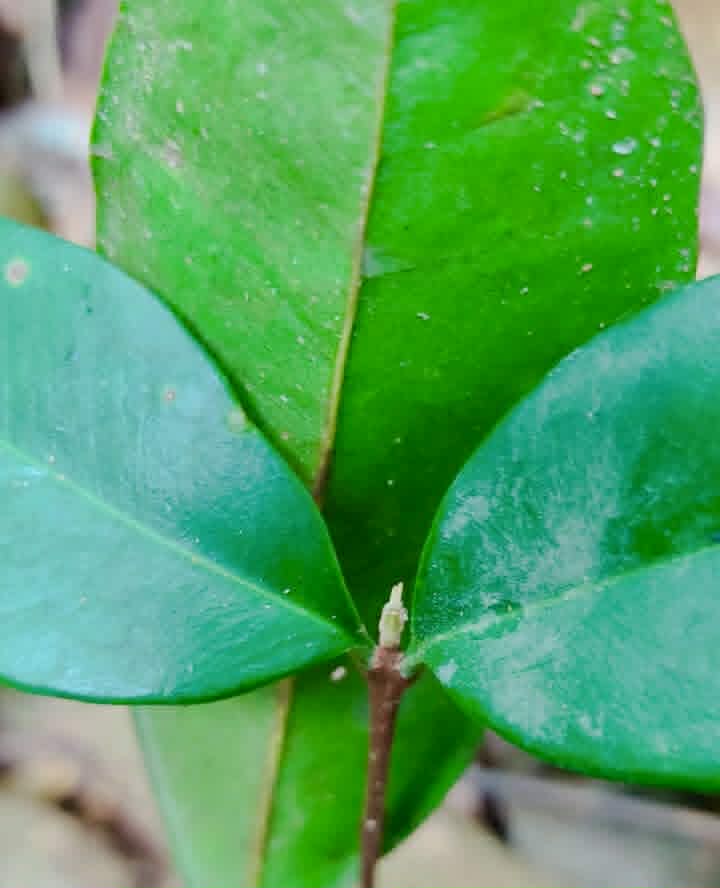 Pre Order - Eugenia sp. Batingão - 1 fresh seed / 1 frischer Samen