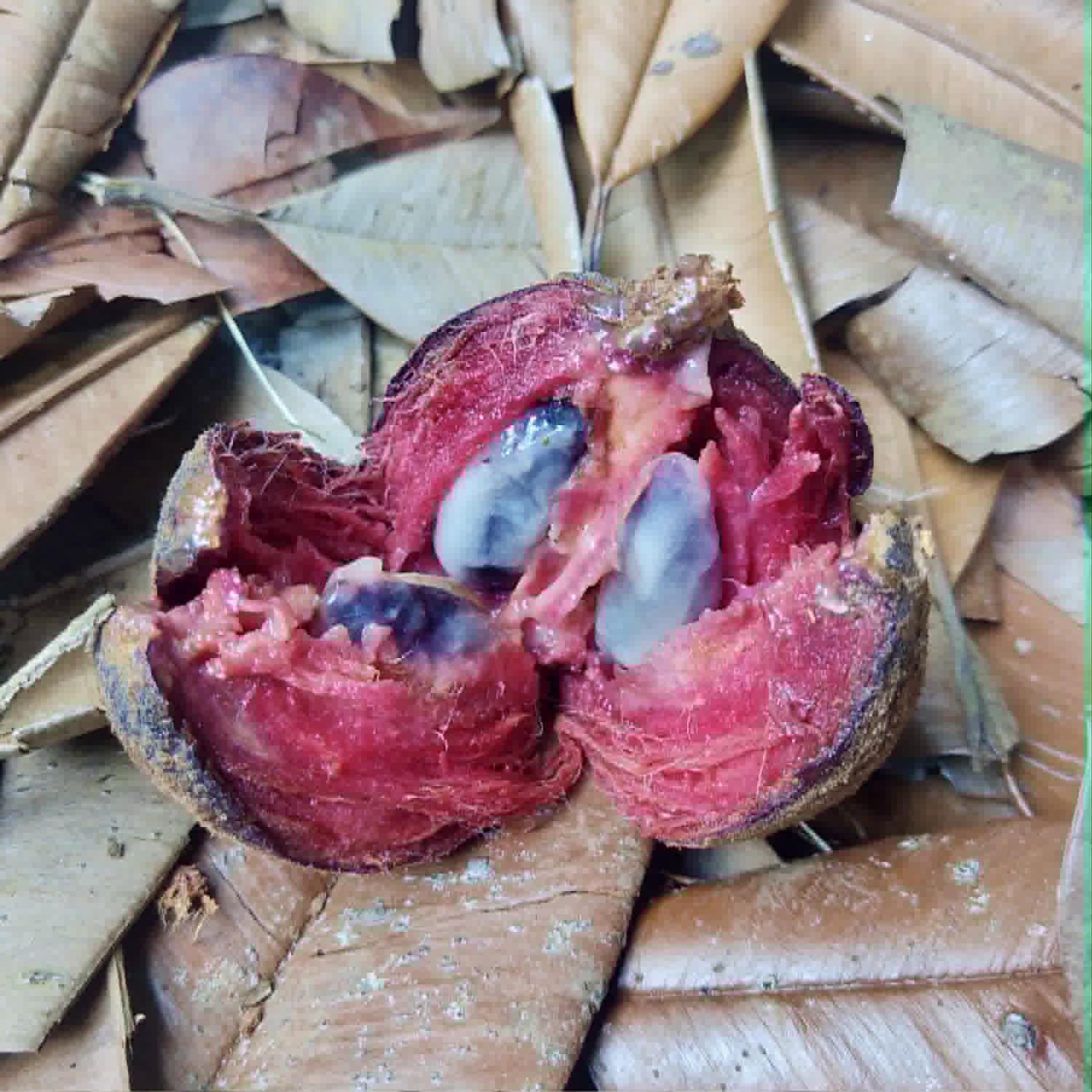 Pre Order - Chrysophyllum sp Piranga - 1 fresh seed / 1 frischer Samen