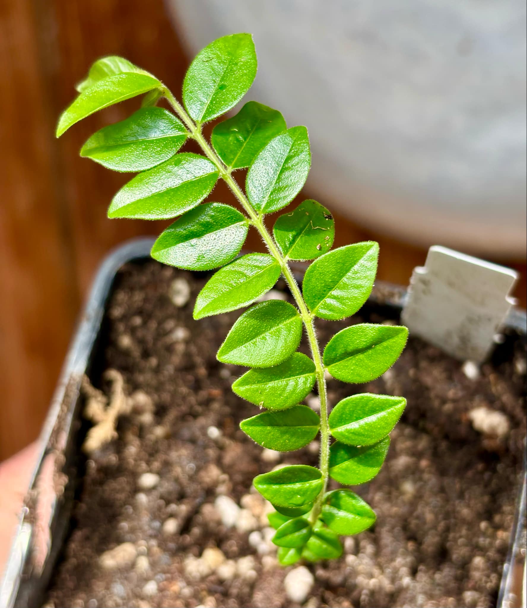 Myrciaria sp Pastora - 1 small potted seedling / 1 kleiner, getopfter Sämling