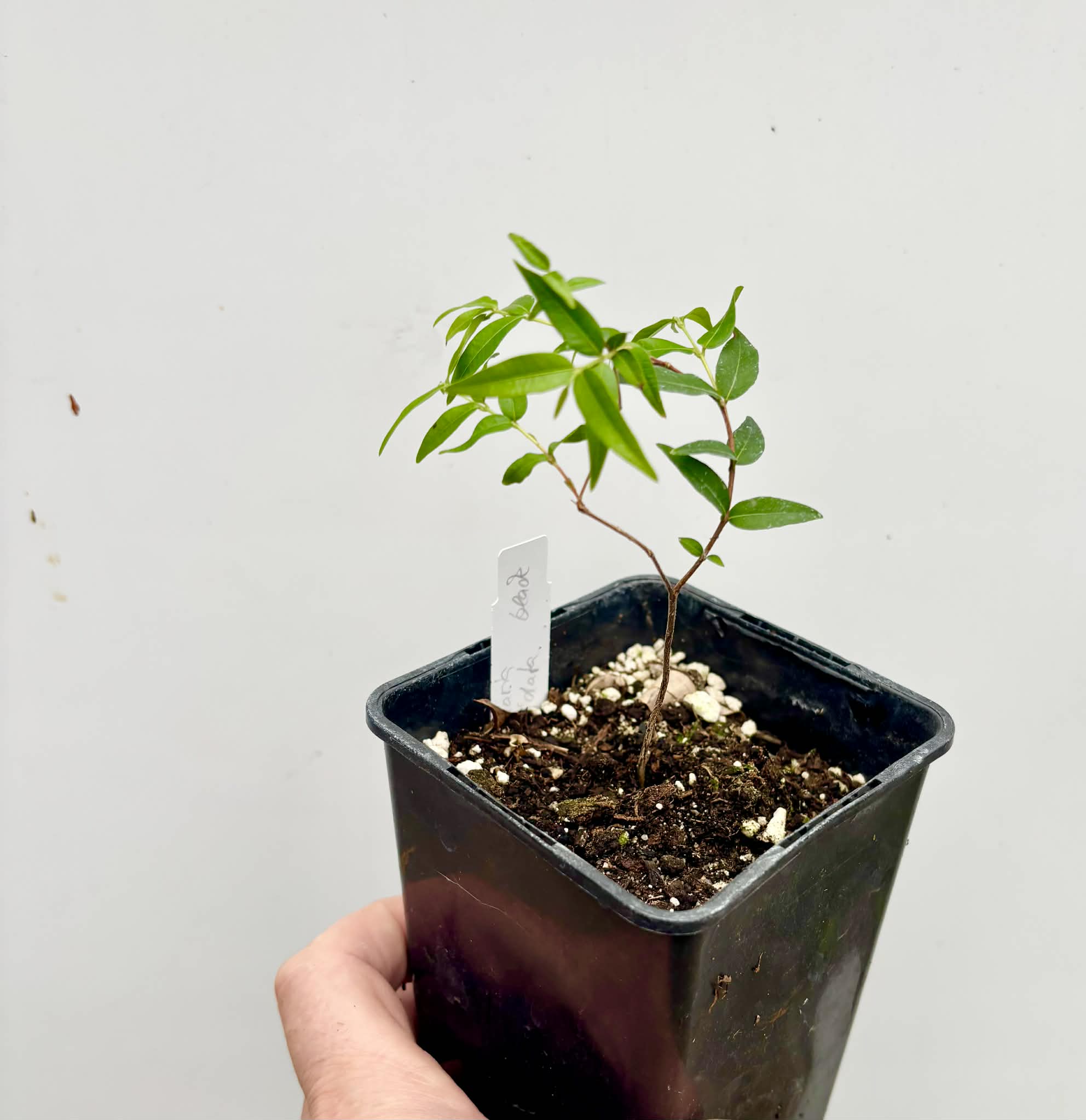 Myrciaria cuspidata BLACK - 1 potted seedling / 1 getopfter Sämling