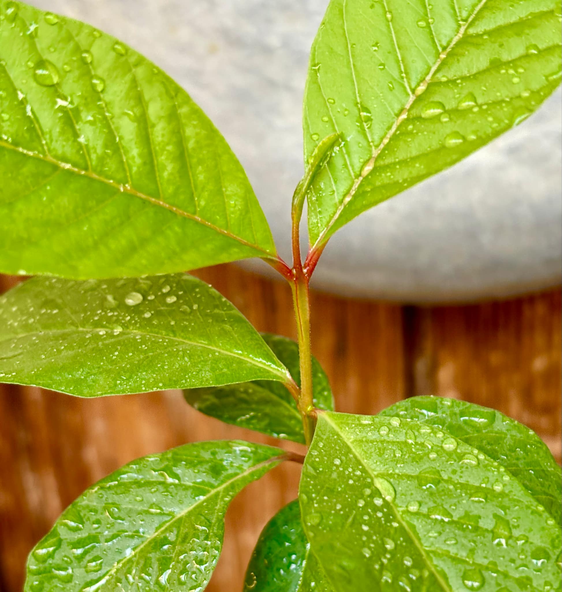 Psidium guajava - Peach - 1 potted plant / 1 getopfte Pflanze
