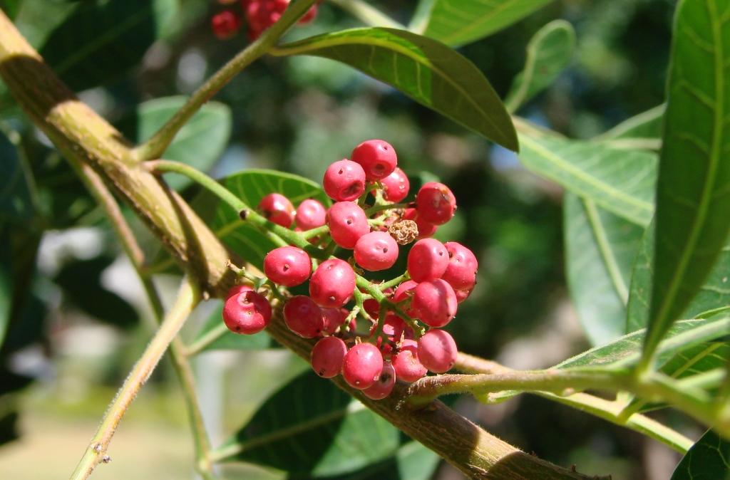 Brazilian Peppertree (Schinus terebinthifolia) - 10 frische Samen / 10 fresh seeds
