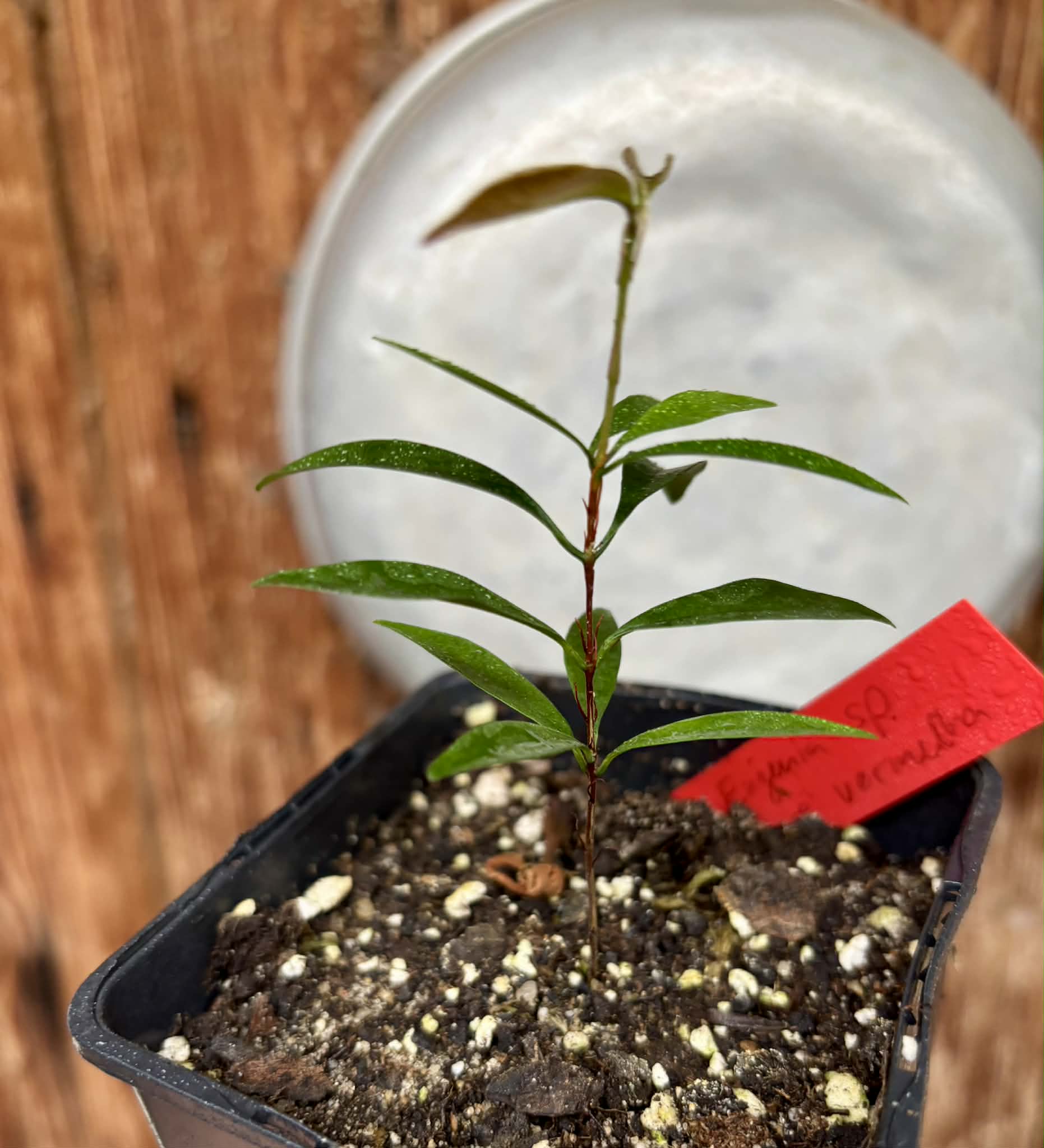 Eugenia sp Itacare vermelha -  1 potted seedling / 1 getopfter Sämling