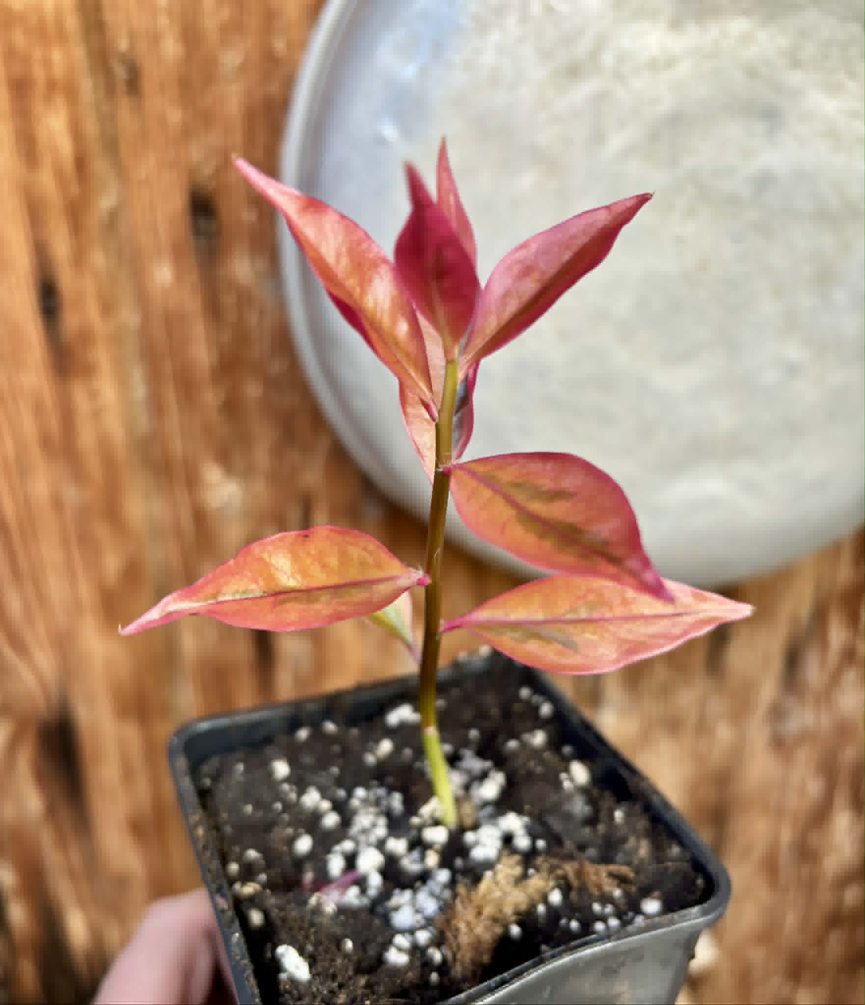 Variegated Barbados Gooseberry - (Pereskia aculeata) - 1 potted plant / 1 getopfte Pflanze