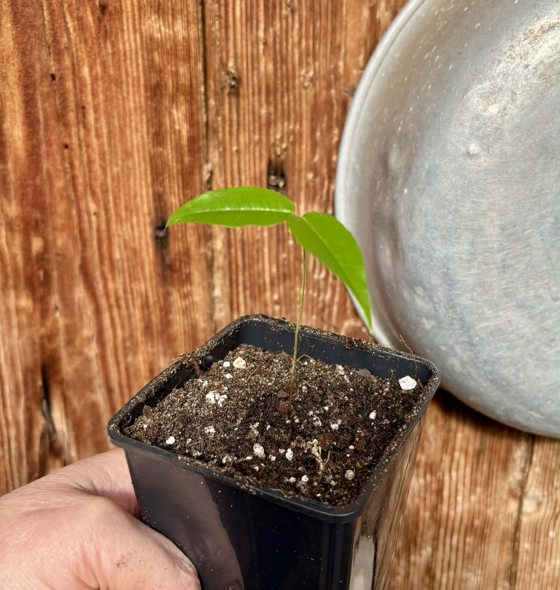 Plinia sp. Cachoeiro de Itapemirim - 1 potted seedling / 1 getopfter Sämling