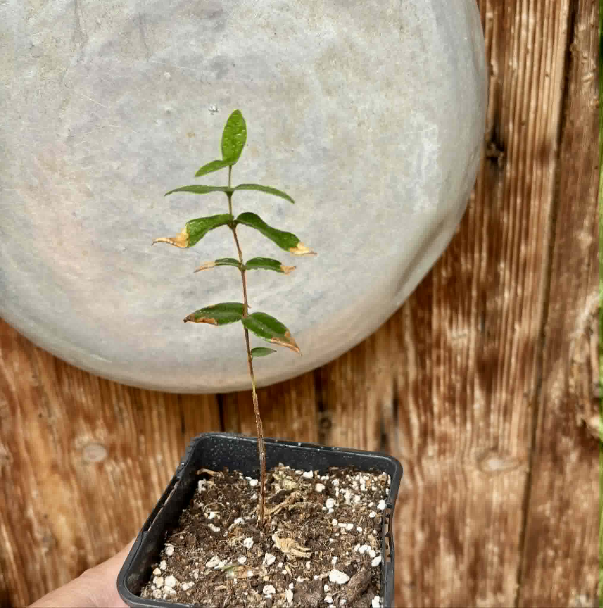 Myrciaria caerulescens (Roxa - Blue Guaquiea) - 1 potted seedling / 1 getopfter Sämling