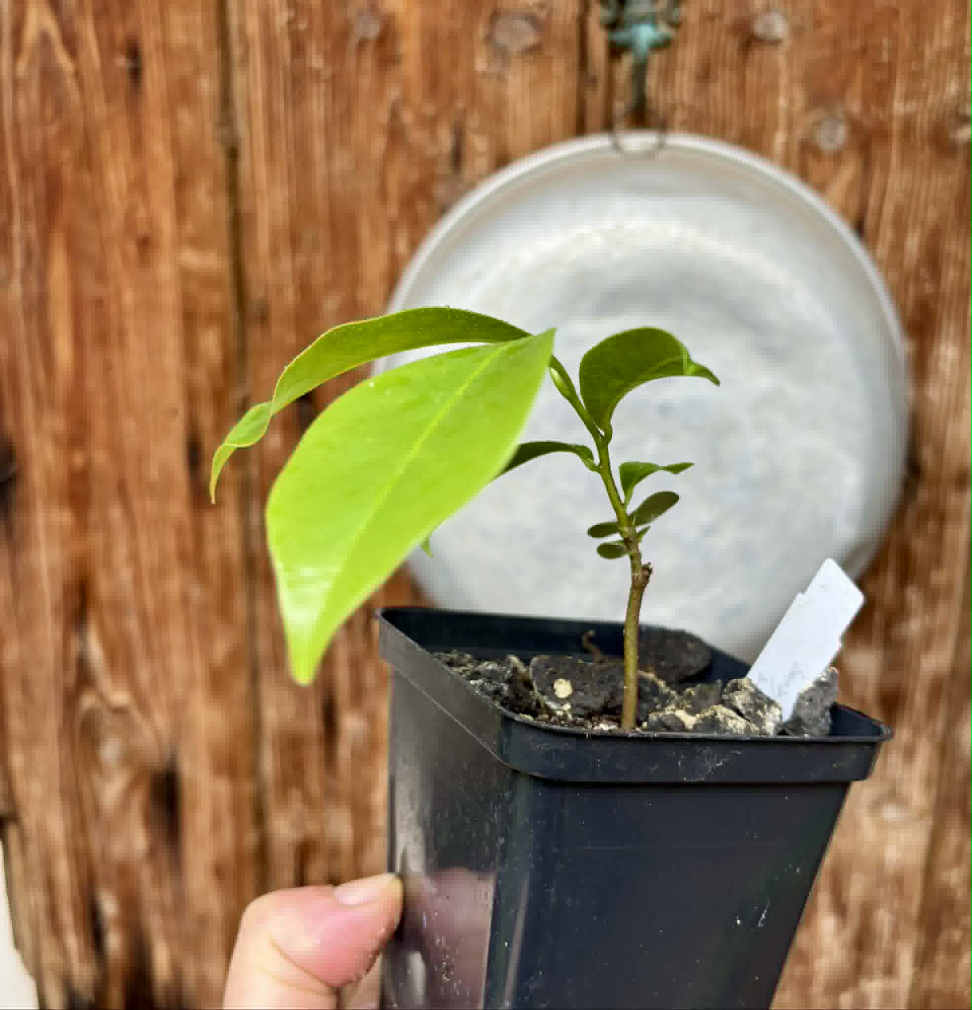 Annona montana - Mountain Soursop - 1 potted plant / 1 getopfte Pflanze