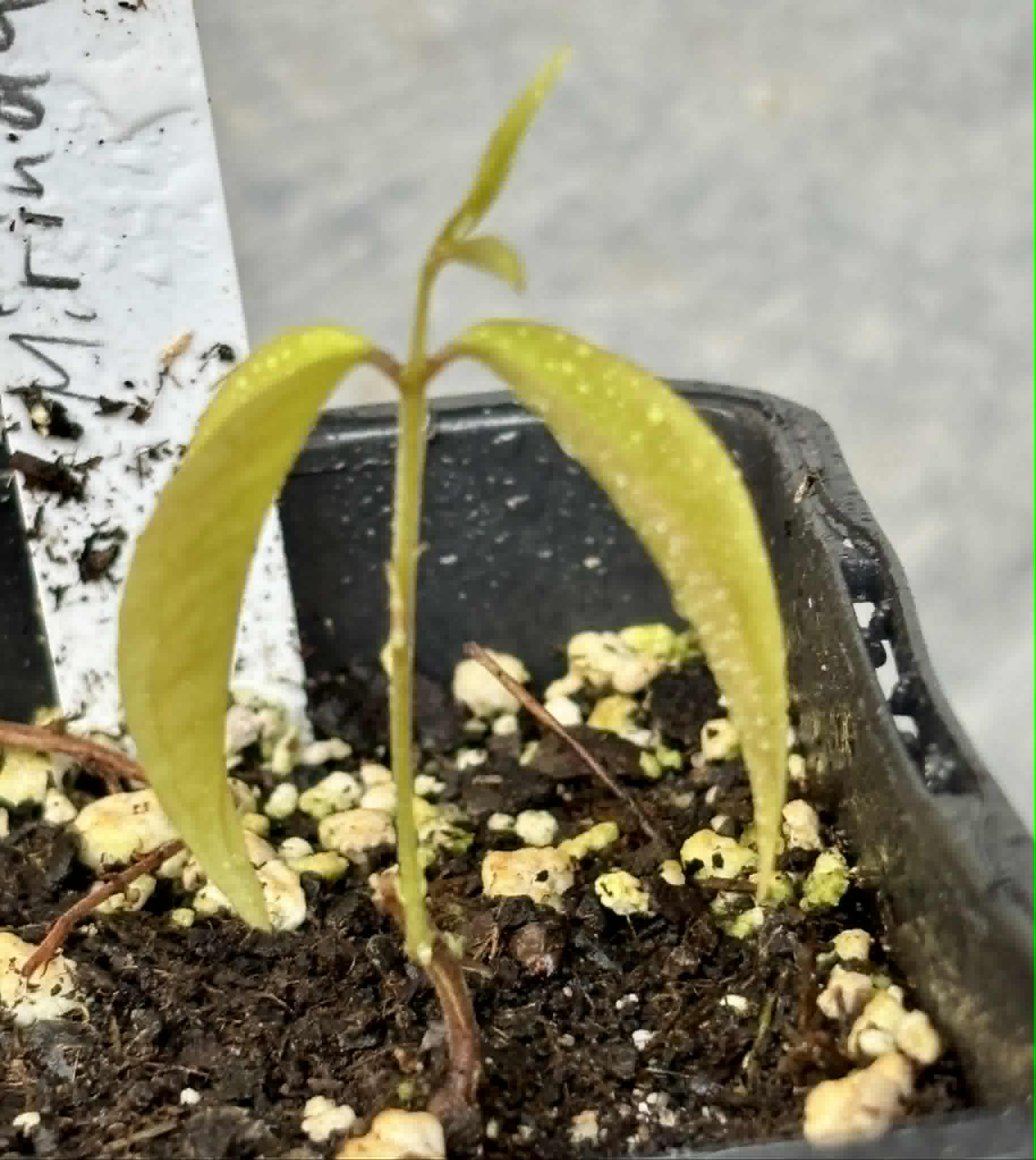 last plant - Mirinda (Eugenia sp Laranja do Rio de Janeiro) - 1 potted seedling / 1 getopfter Sämling