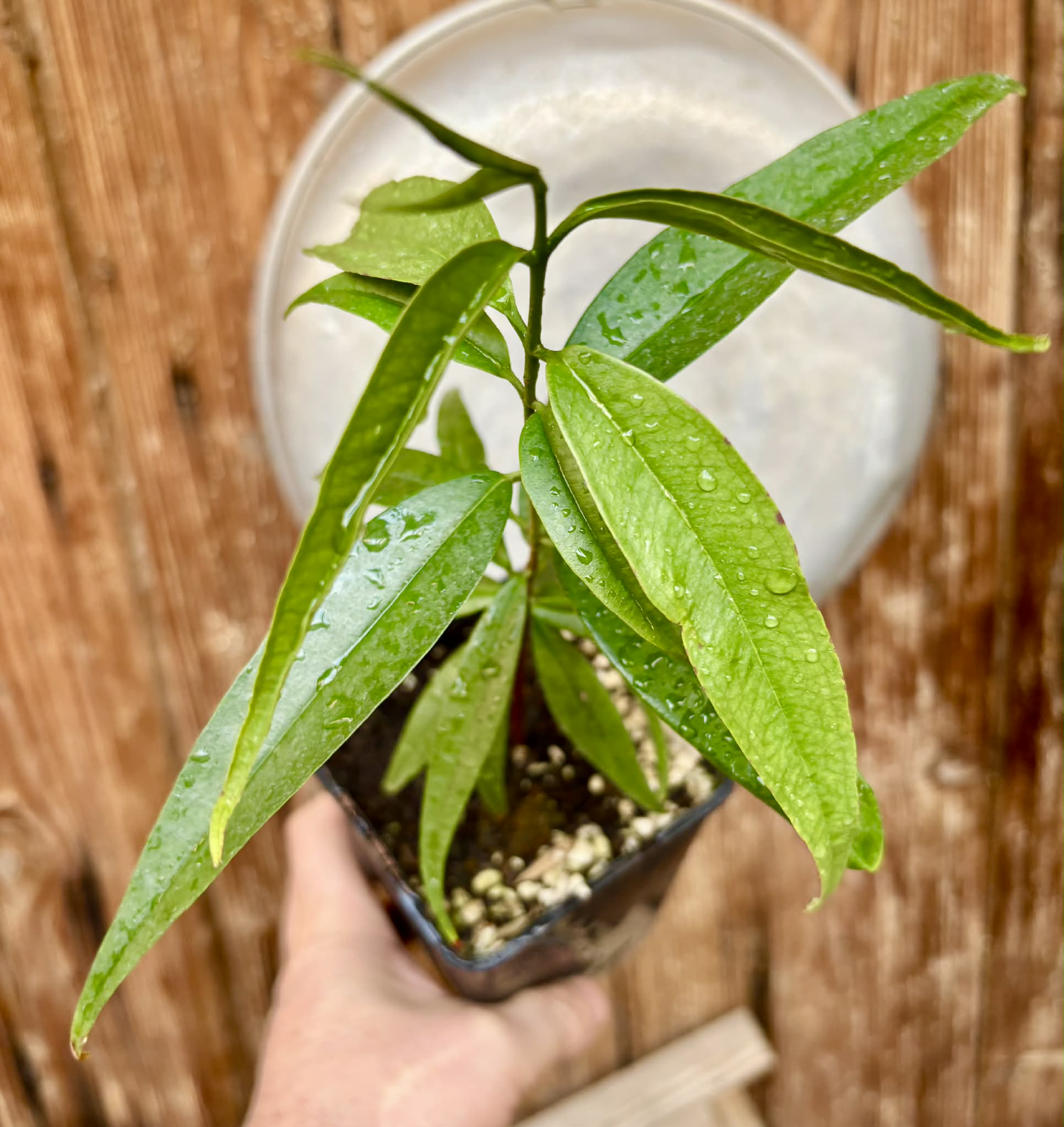 Eugenia bahiensis var. Sementes pintada  - 1 potted plant / 1 getopfte Pflanze