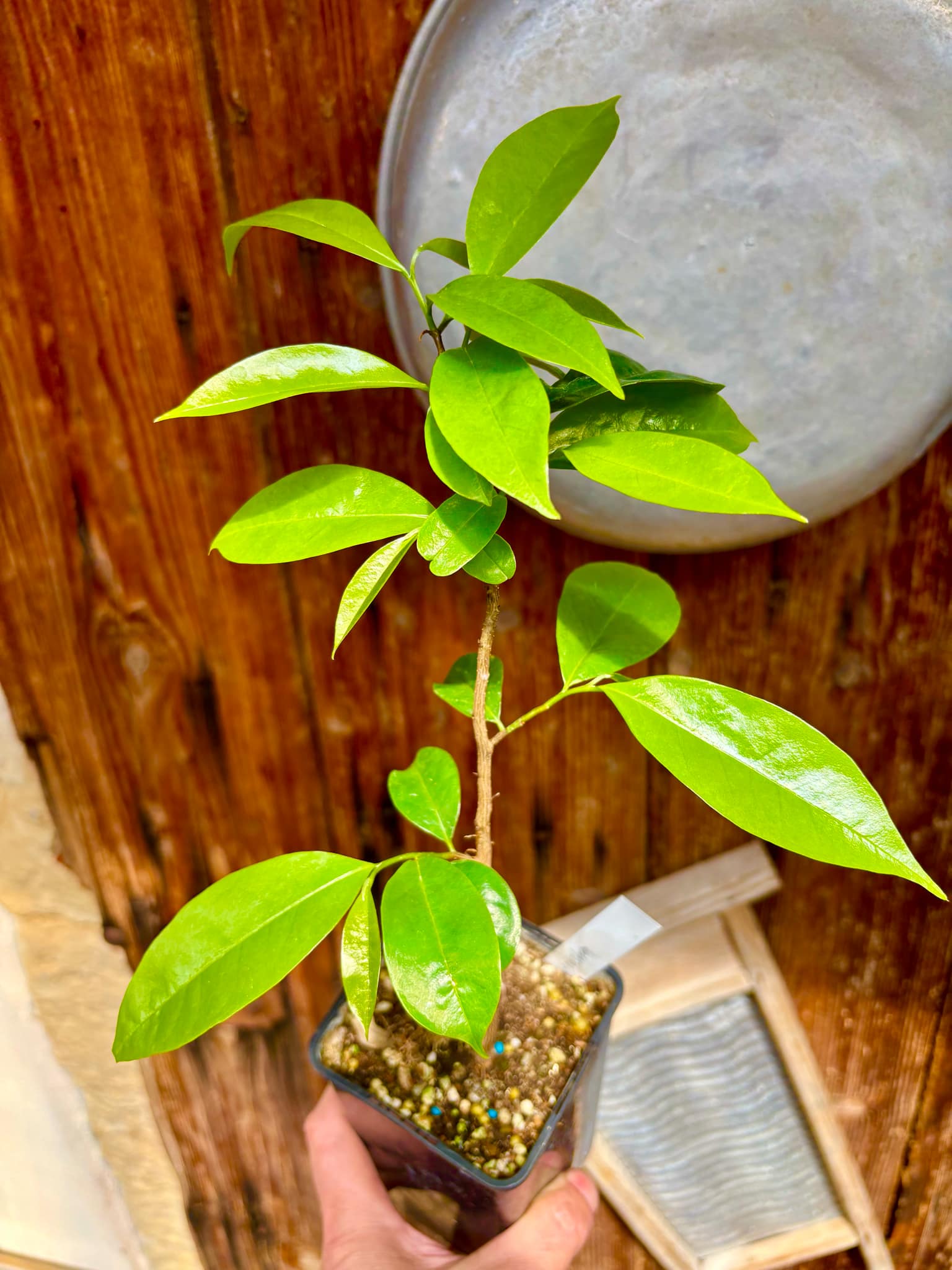 Annona muricata var. ARUSHA - 1 potted plant / 1 getopfte Pflanze