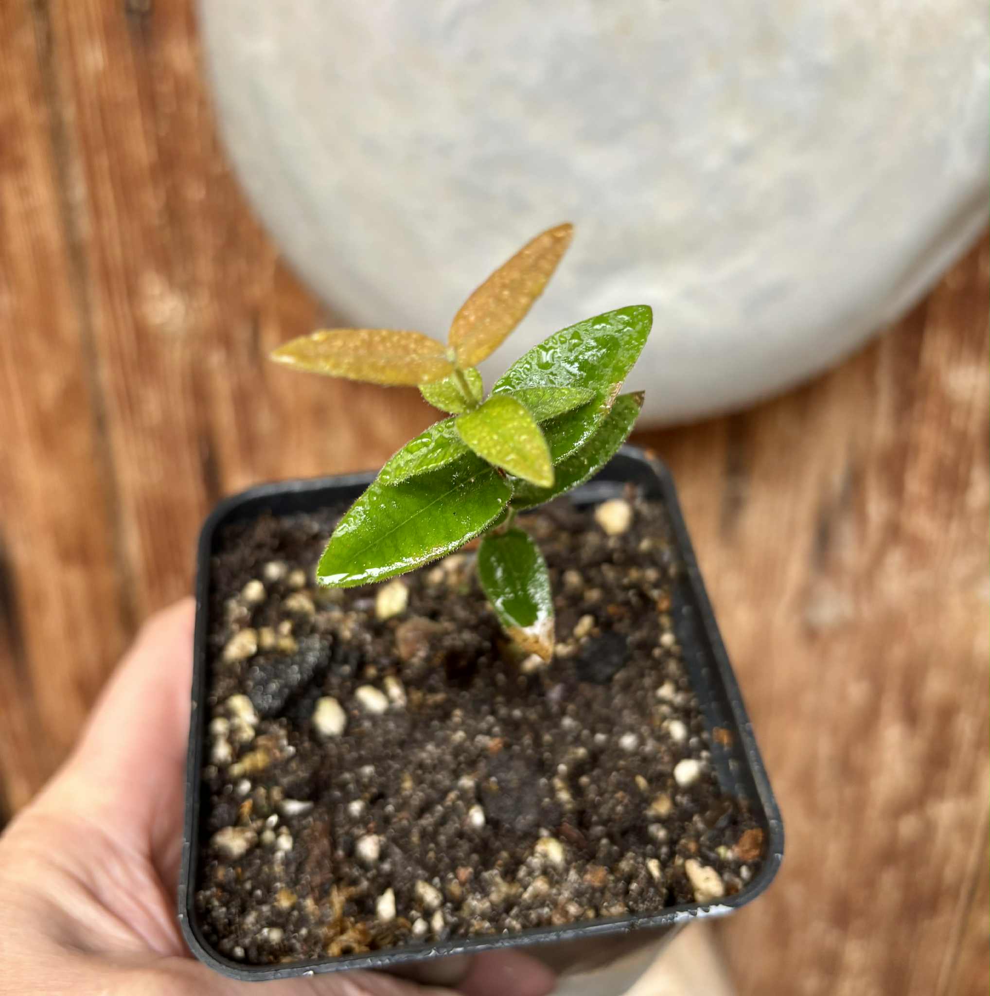 Myrciaria caerulescens (Roxa - Blue Guaquiea) - 1 potted seedling / 1 getopfter Sämling