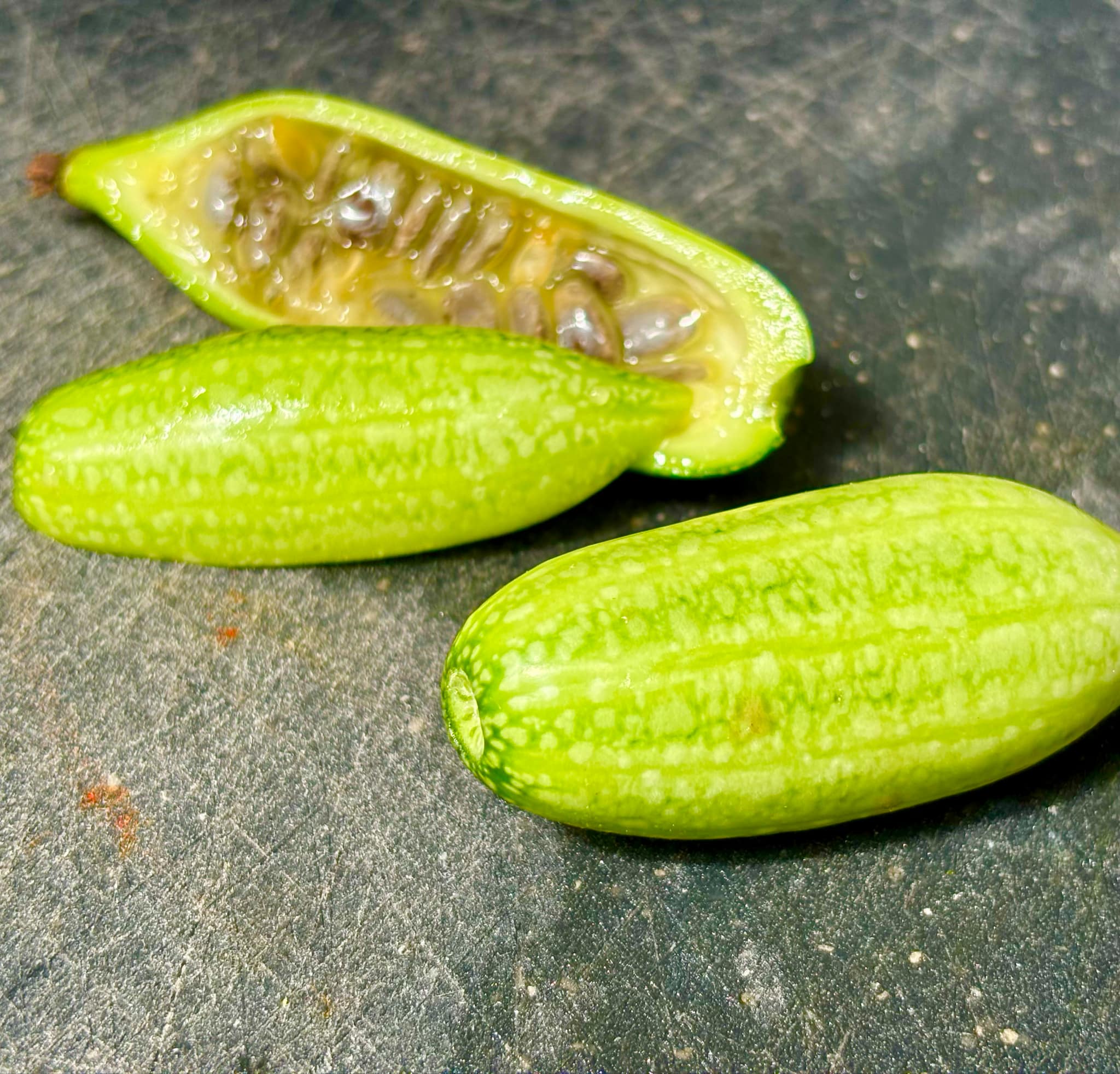 Psiguria umbrosa - 1 germinated seed / 1 gekeimter Samen Psiguria umbrosa - 1 germinated seed / 1 gekeimter Samen