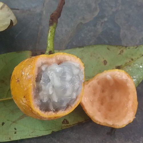Annona cf bahiensis Folha Llisa - 1 pottet seedling / 1 getopfter Sämling