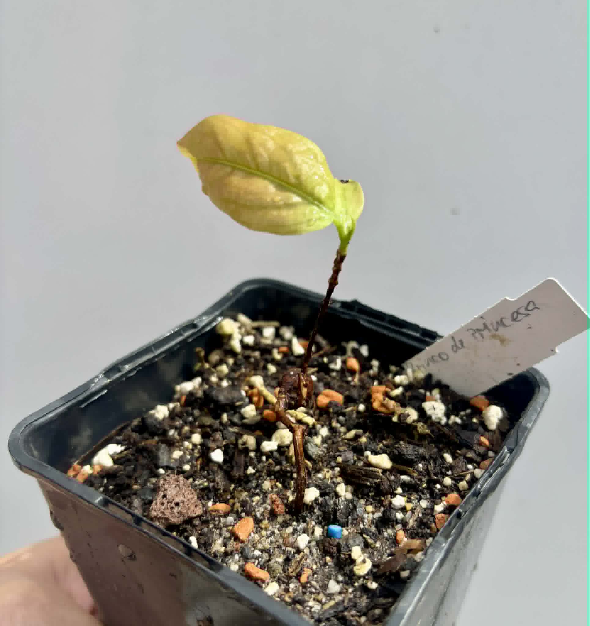 Cagaita var. "Brinco de Princesa" (Eugenia dysenterica) - 1 potted plant / 1 getopfte Pflanze
