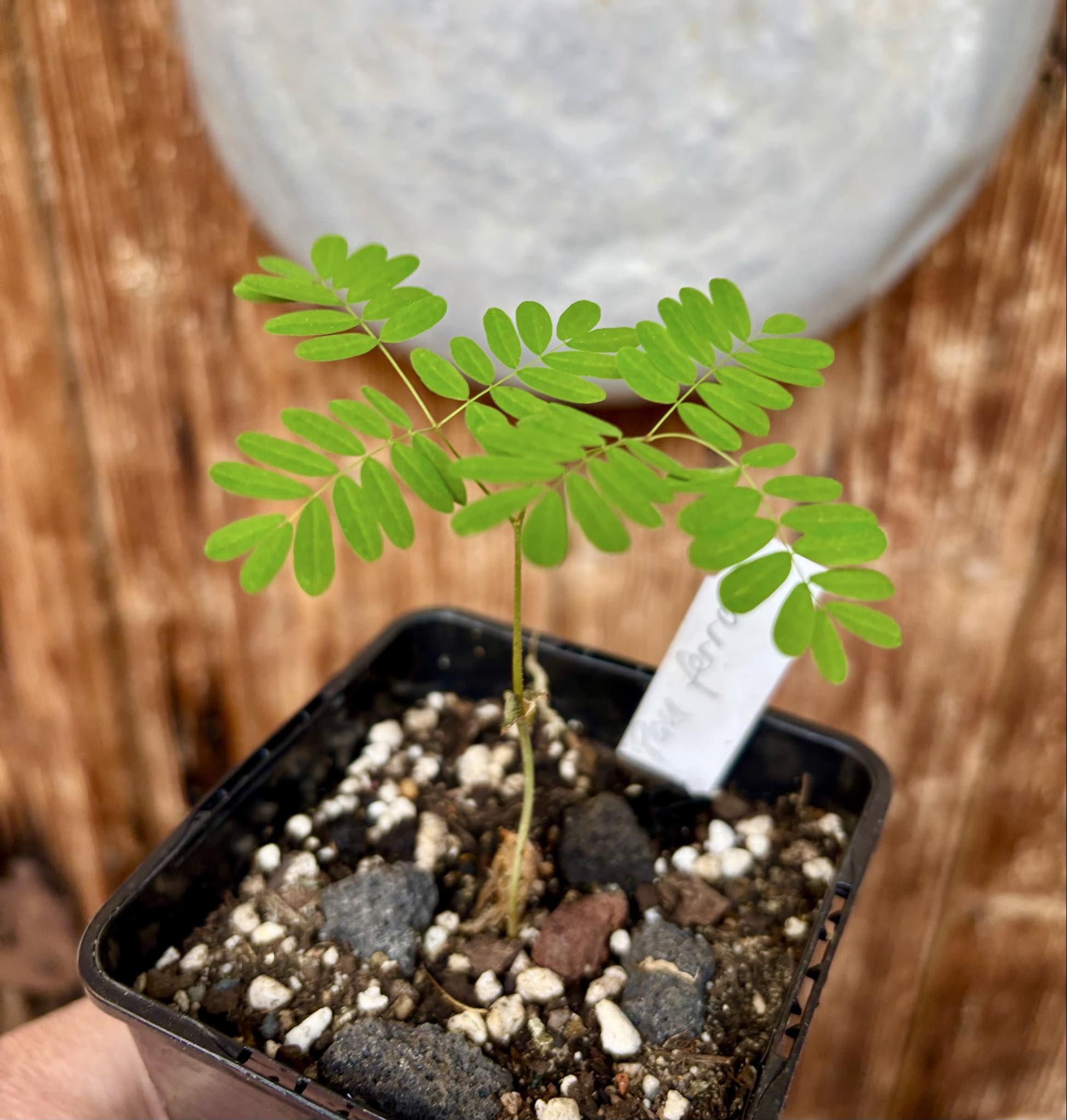 Pau ferro - Rosewood - Machaerium scleroxylon -  1 small potted seedling / 1 kleiner, getopfter Sämling