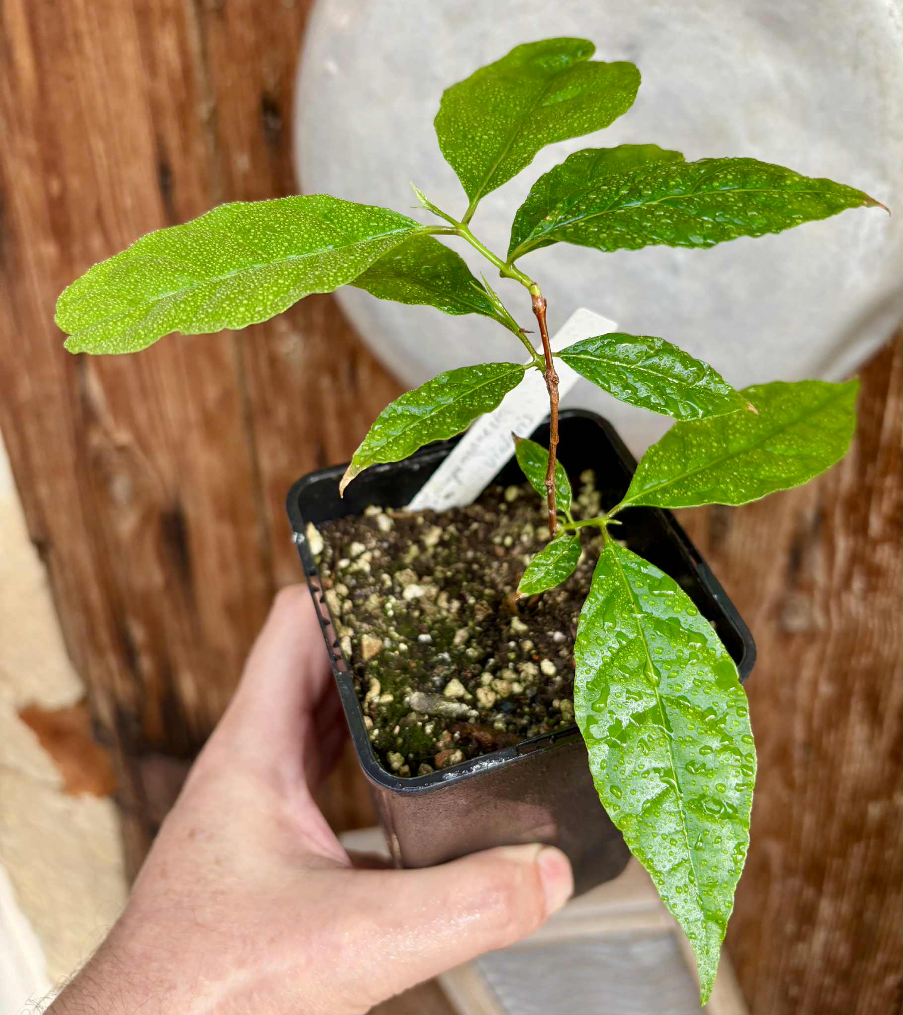 Campomanesia viatoris - 1 potted plant / 1 getopfte Pflanze