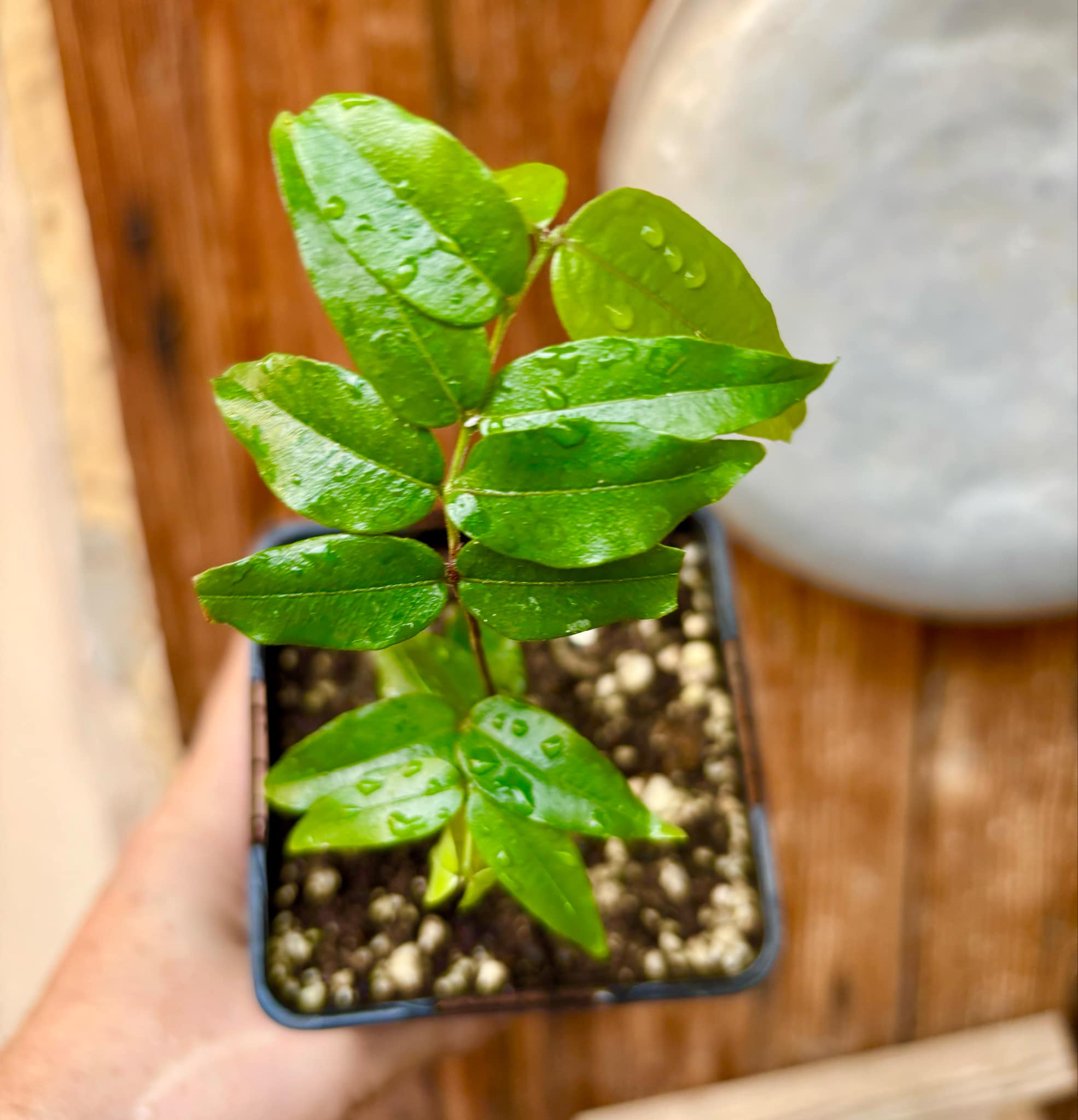 Myrciaria sp Jaboticaba - 1 potted plant / 1 getopfte Pflanze