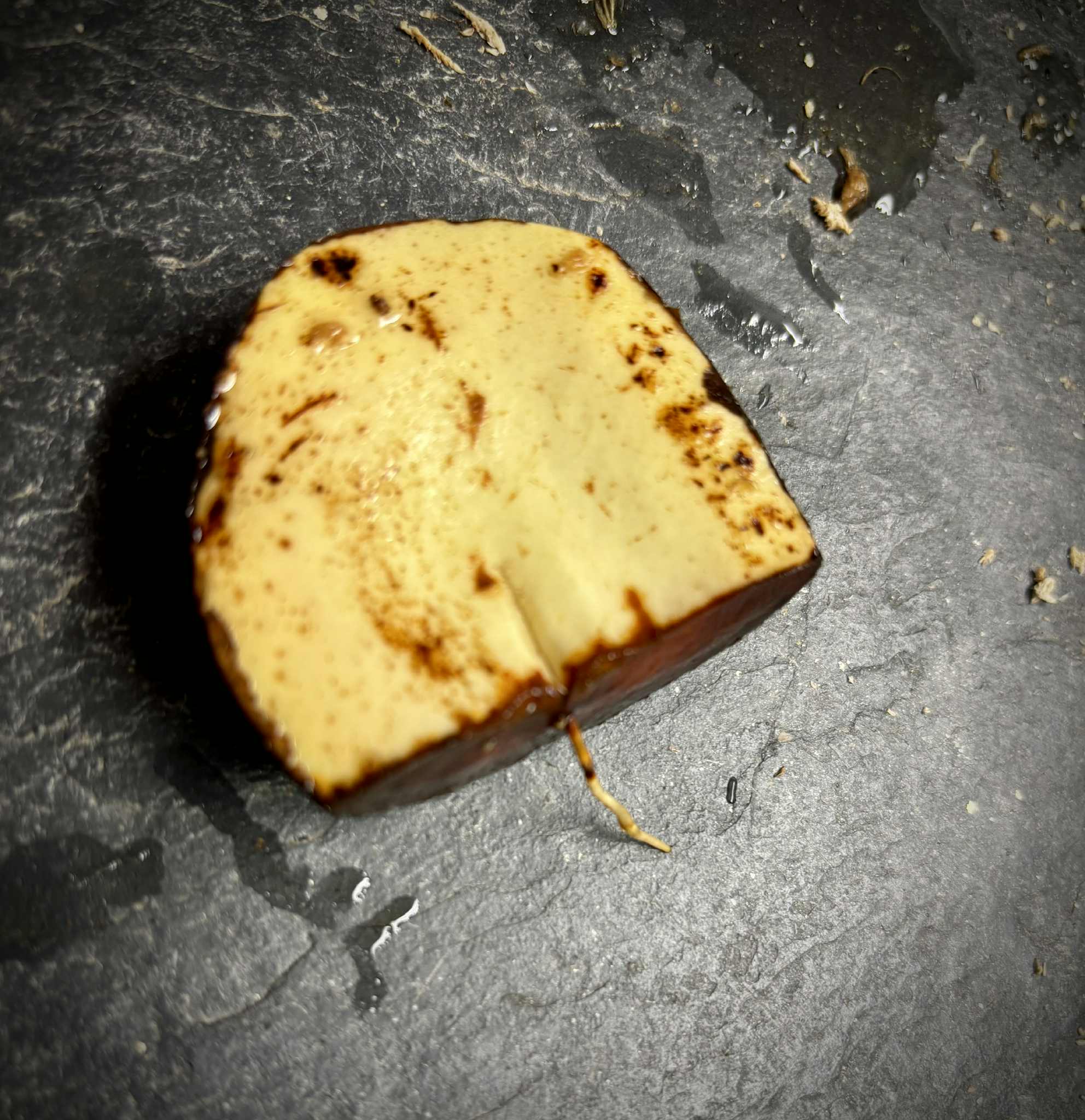 Plinia rara var. WHITE -  1 germinated seed / 1 gekeimter Samen