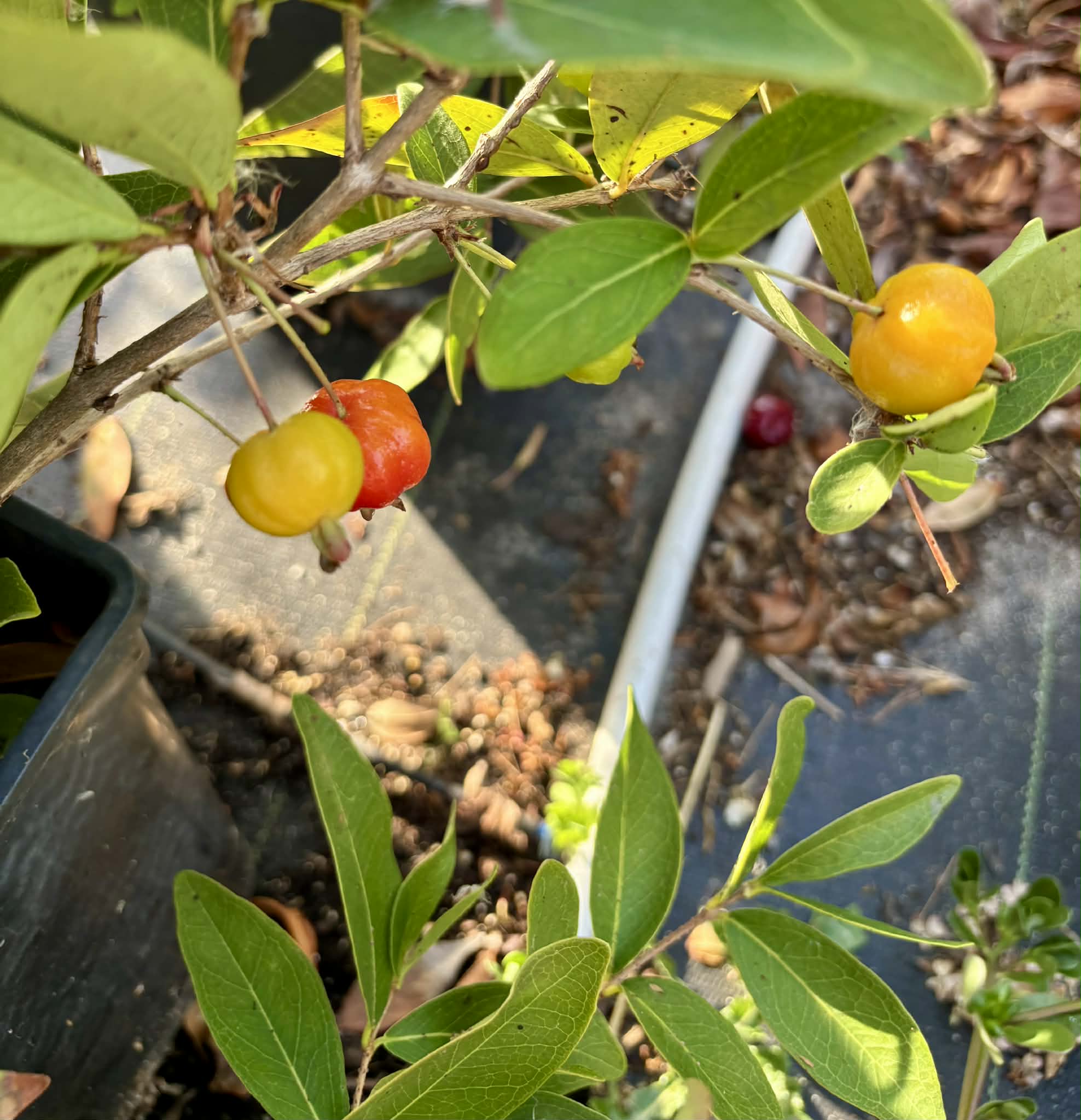 Eugenia pitanga (Typ B)- 1 germinated seed / 1 gekeimter Samen