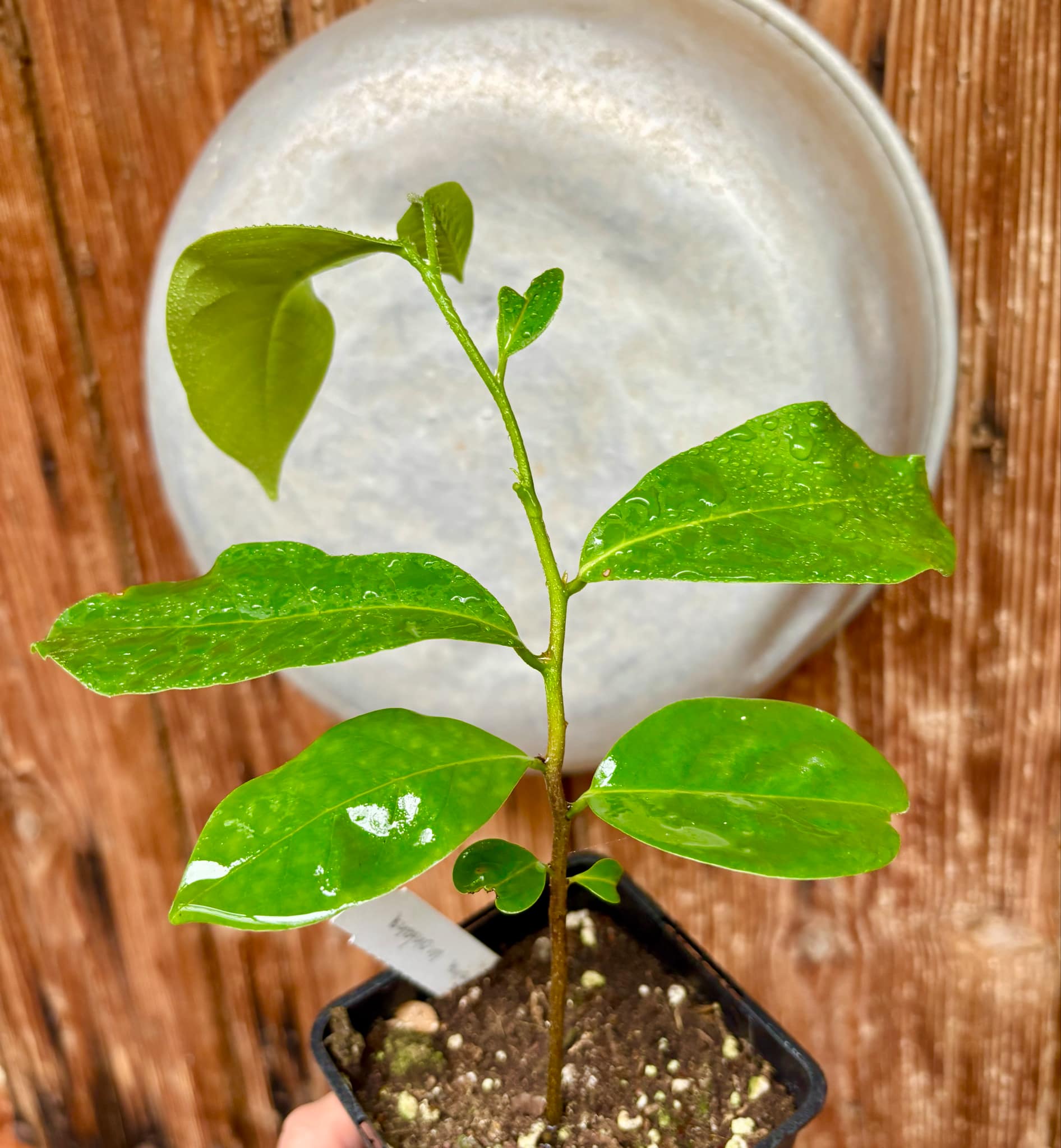 Annona montana - Mountain Soursop - 1 potted plant / 1 getopfte Pflanze