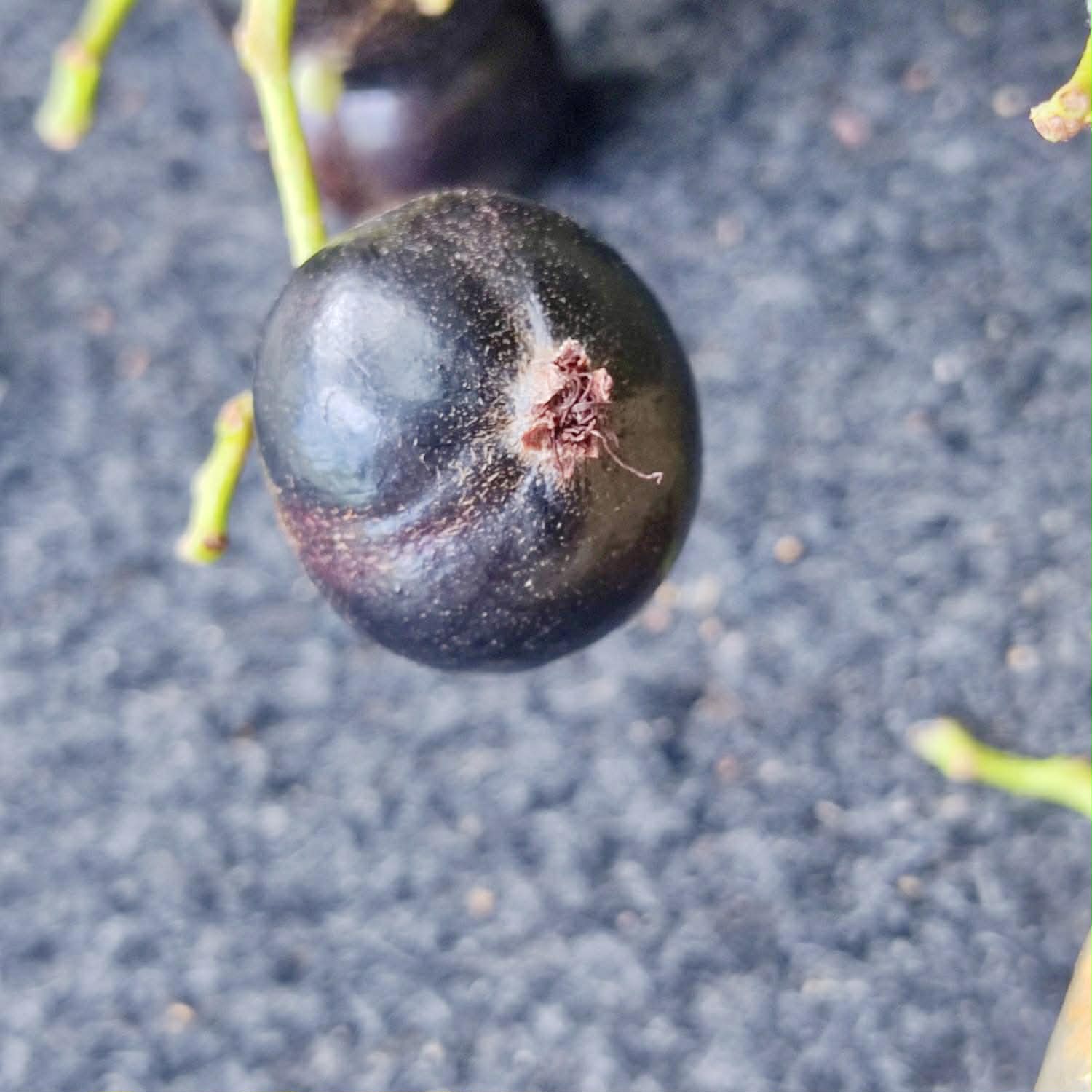 Pre Order - Myrcia sp Jaboticaba de Penca -  1 fresh seed / 1 frischer Samen