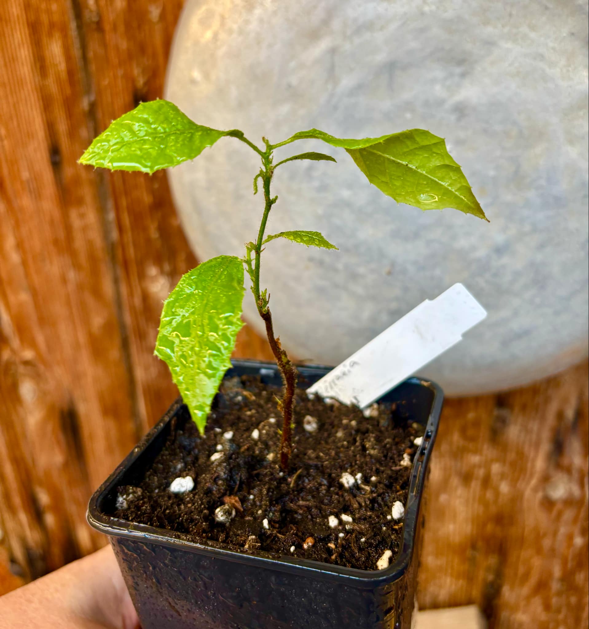 Mountain Cacao (Herrania mariae) - 1 small potted seedling / 1 kleiner, getopfter Sämling