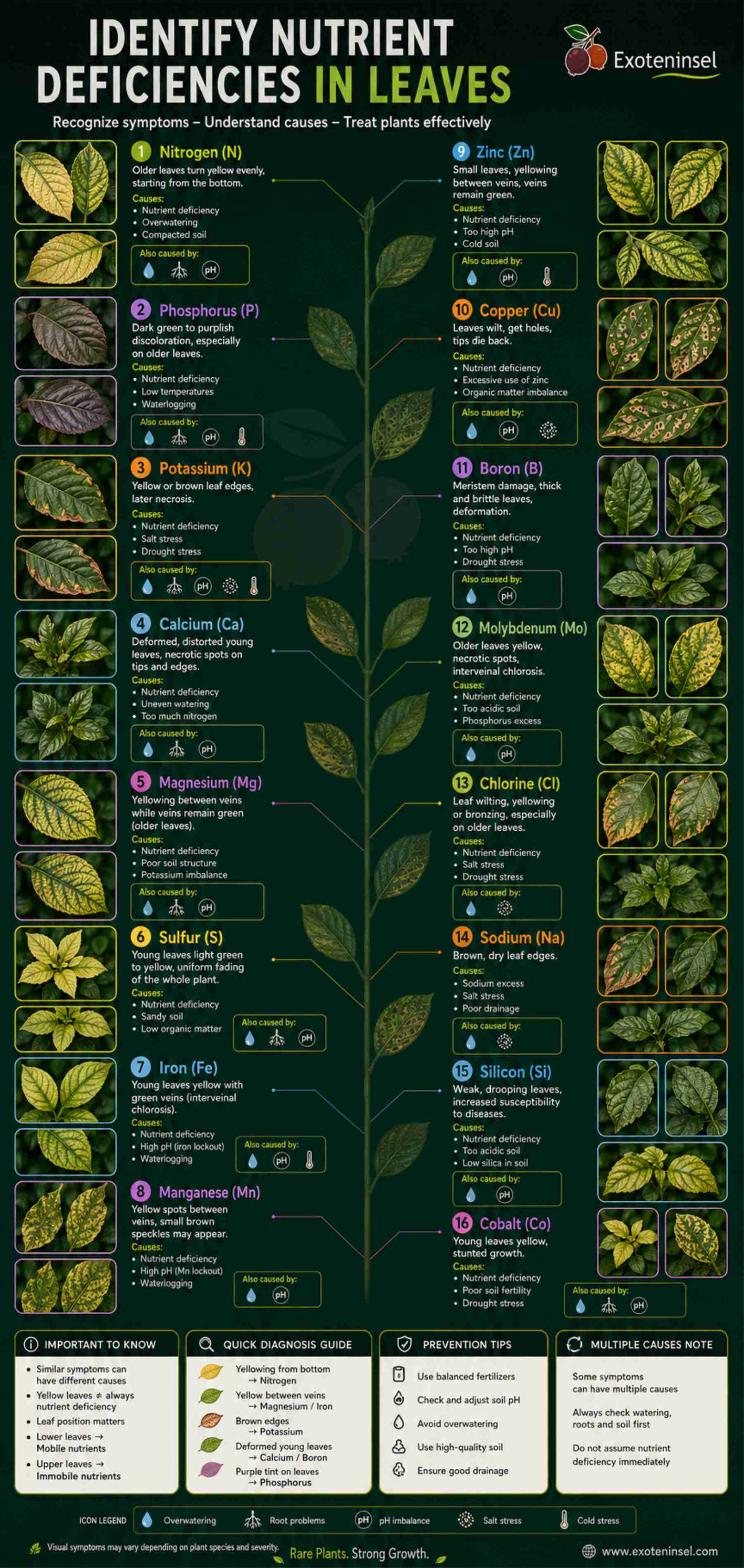 Poster "Identify Nutrient Deficiencies in Leaves"