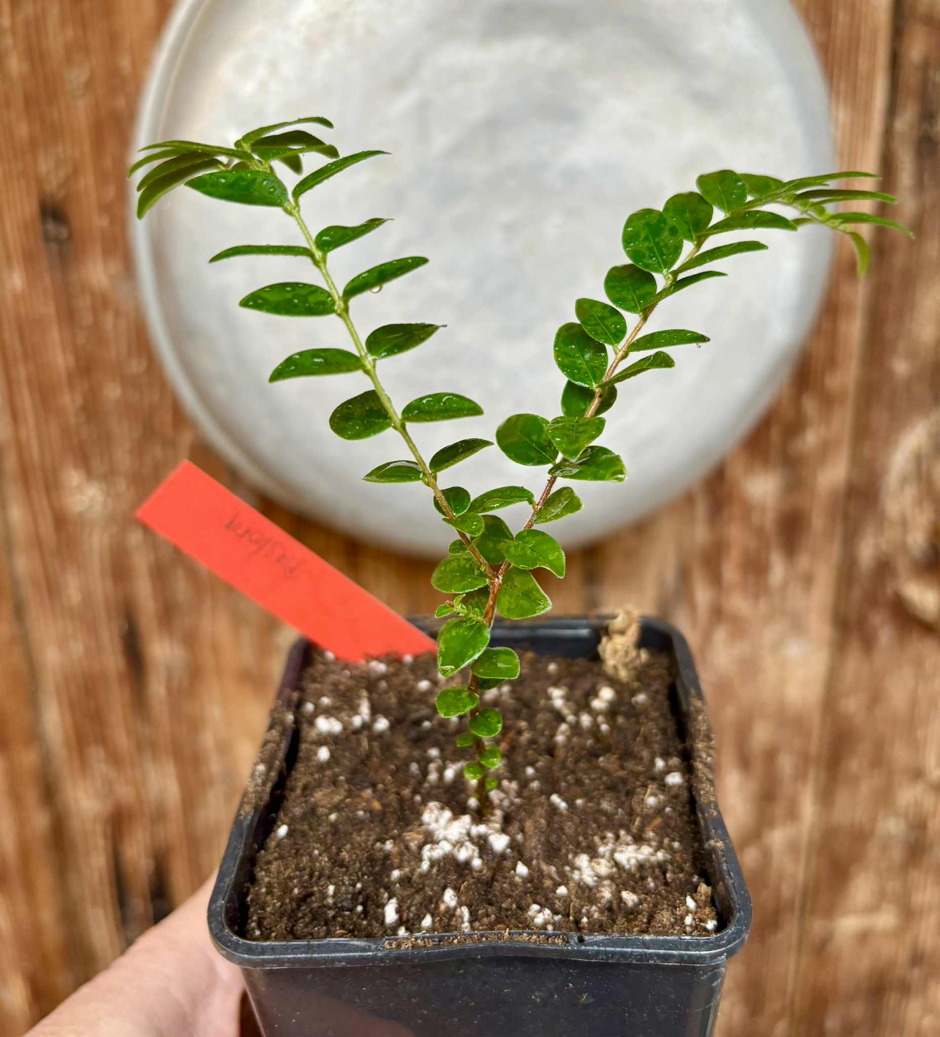 Myrciaria sp Pastora Nr. A - 1 potted seedling / 1 getopfter Sämling