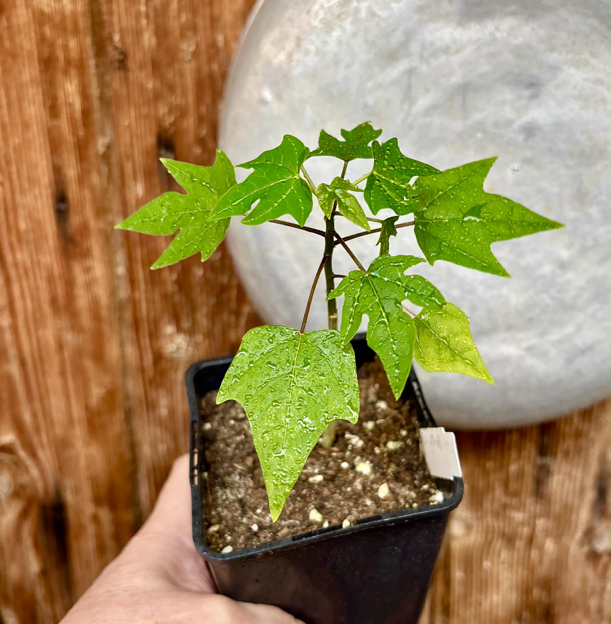 Yellow Krabi Papaya (Carica papaya) - 1 potted seedling / 1 getopfter Sämling 