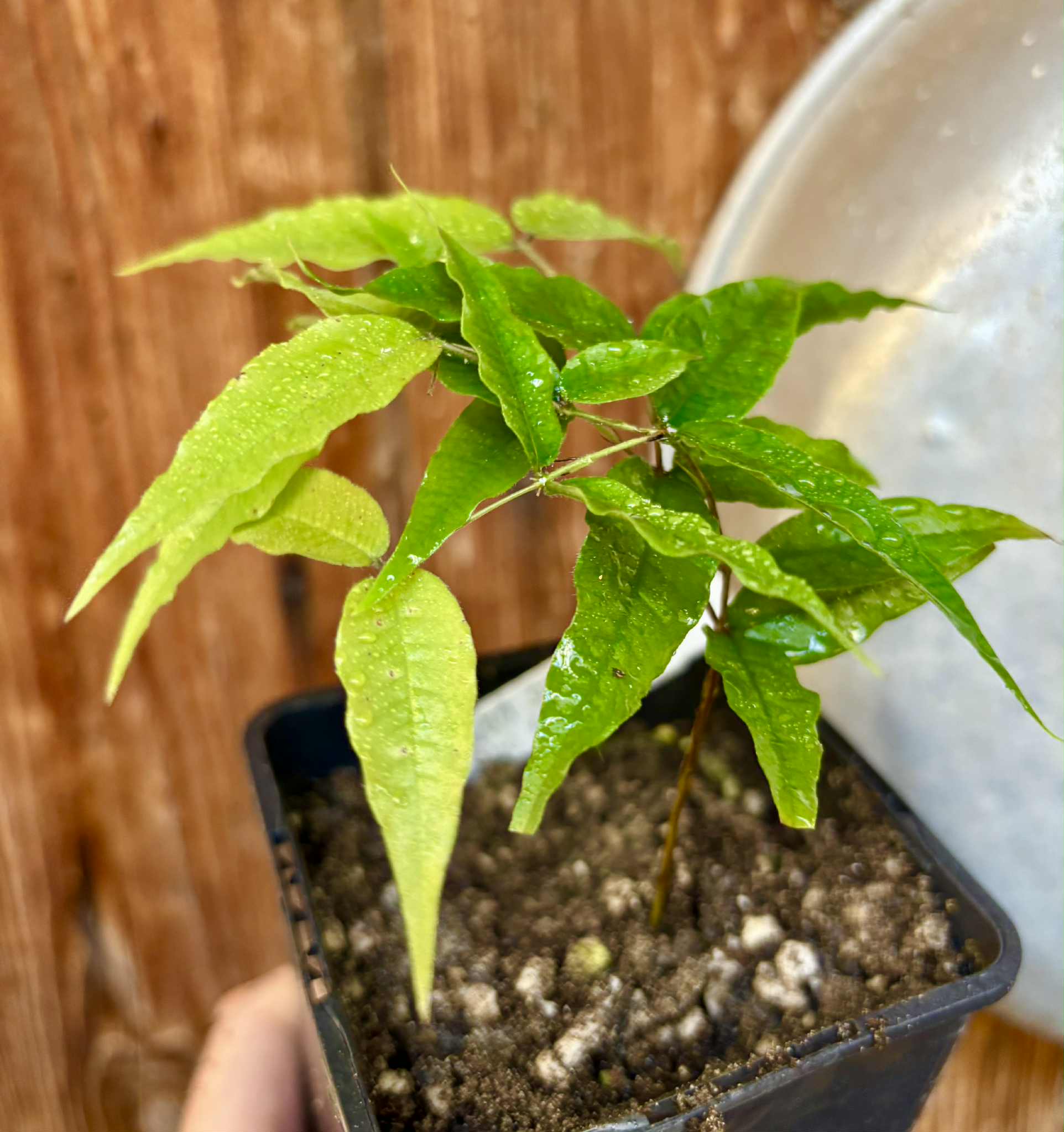 Jaboticaba - Plinia sp Rajada Cabo longo verde - 1 potted seedling / 1 getopfter Sämling Jaboticaba - Plinia sp Rajada Cabo longo verde - 1 potted seedling / 1 getopfter Sämling