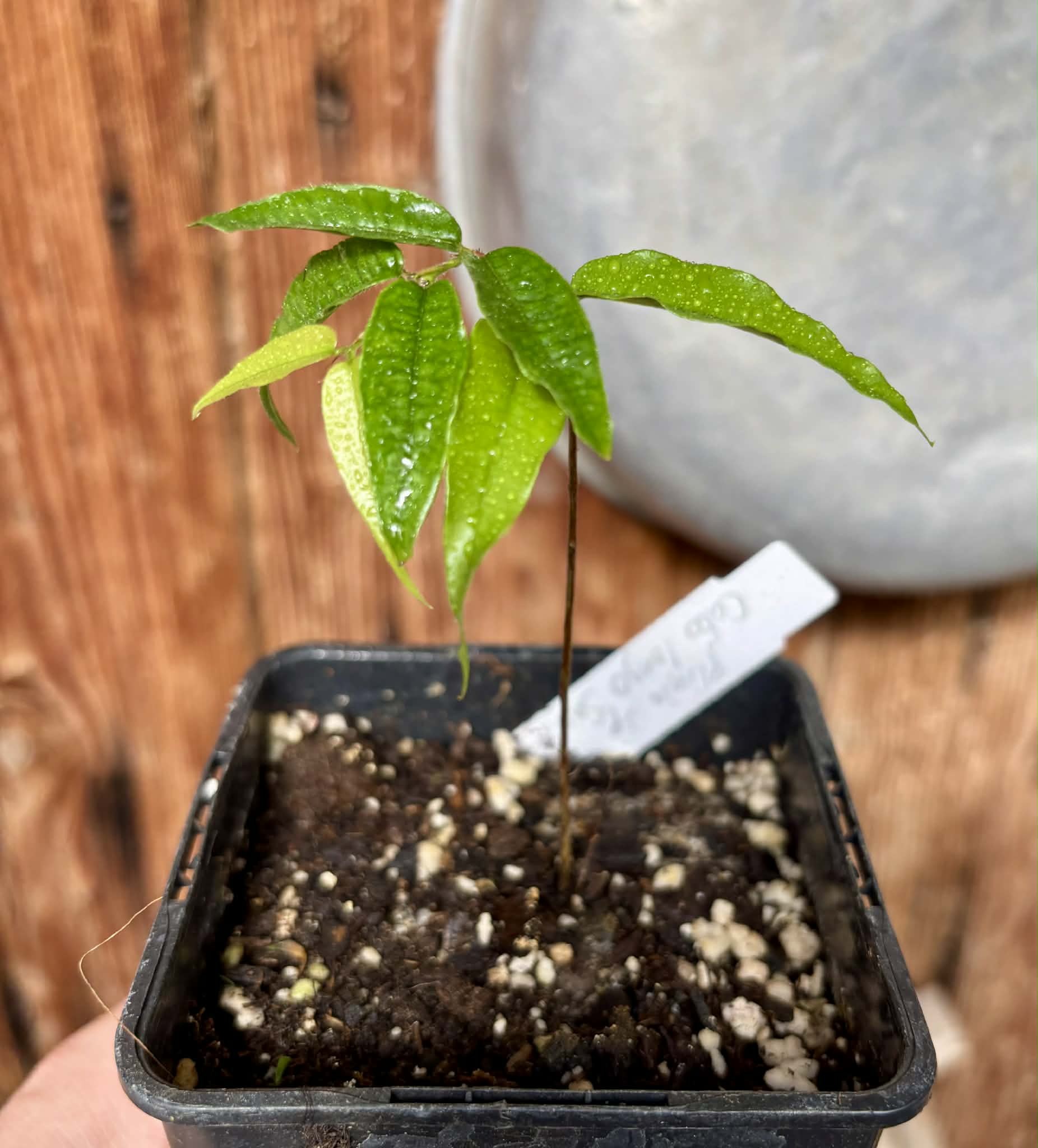 Plinia sp Cabo longo Sao Joao -  1 potted seedling / 1  getopfter Sämling