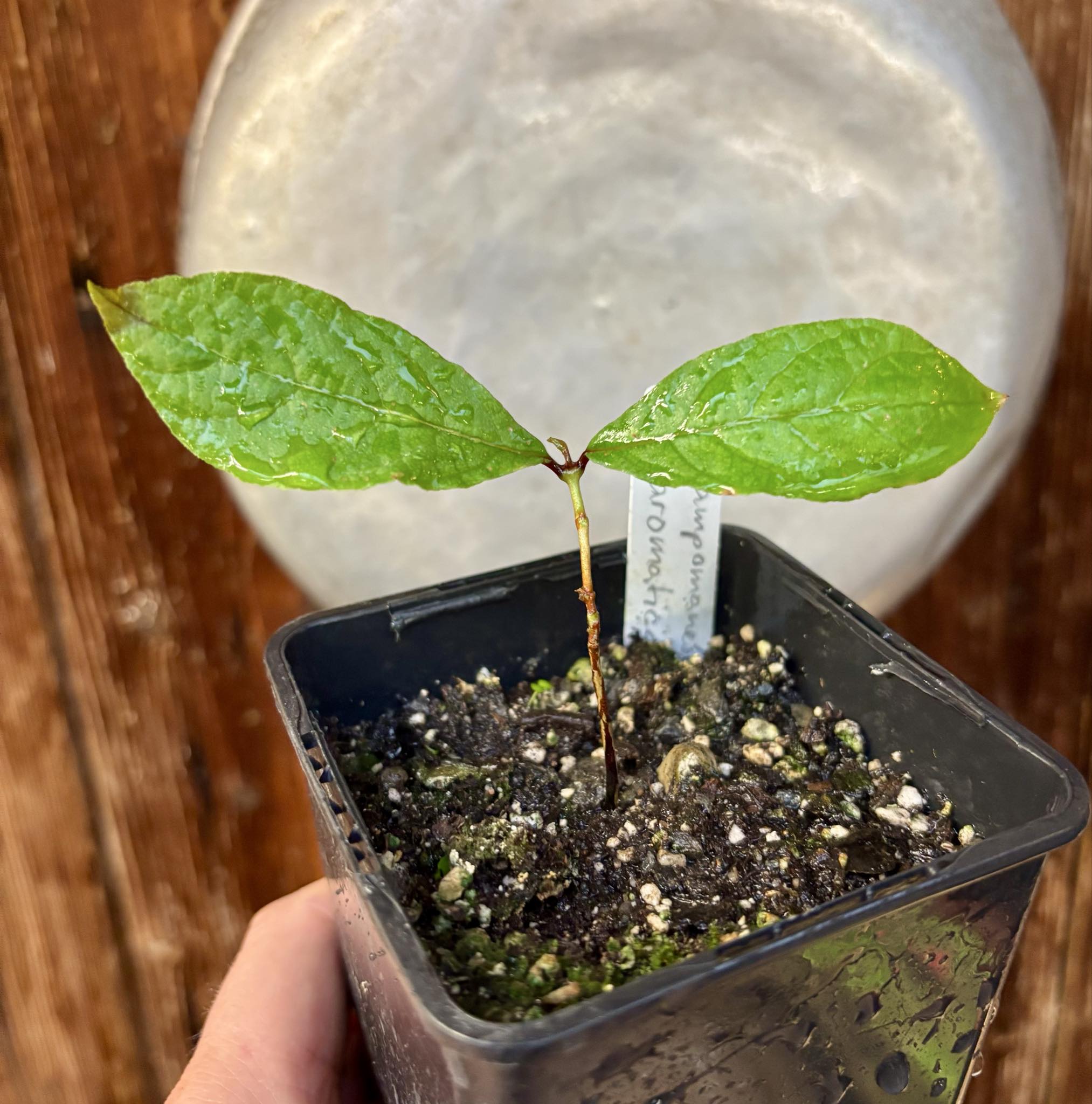 Campomanesia aromatica - Guabiraba - 1 small potted seedling / 1 kleiner, getopfter Sämling Campomanesia aromatica - Guabiraba - 1 small potted seedling / 1 kleiner, getopfter Sämling