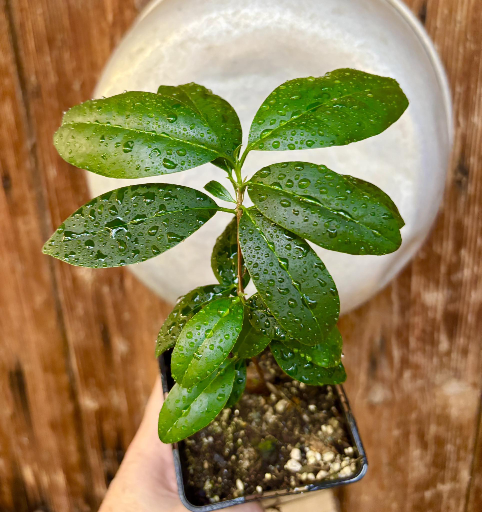 Eugenia dichroma - Pitanga Fanta - 1 potted seedling / 1 getopfter Sämling