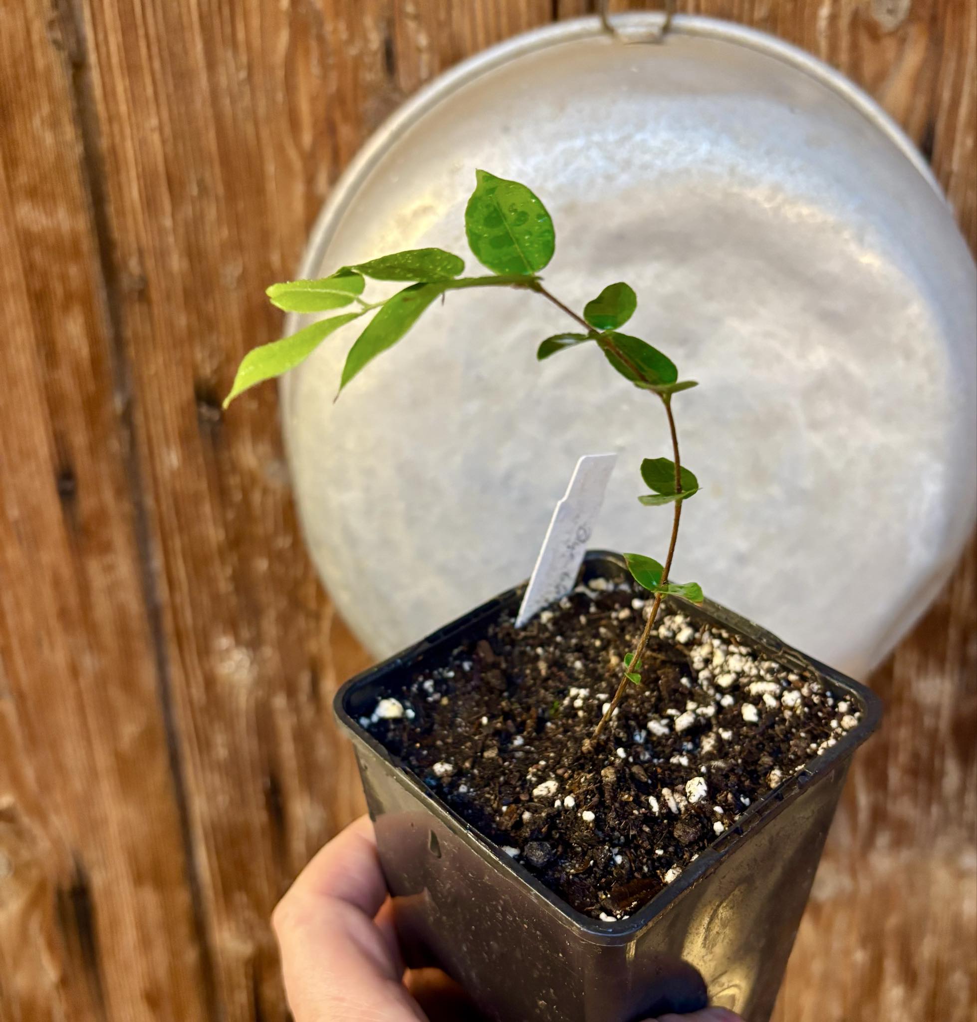 Myrciaria aff plinioides-  1 potted seedling / 1 getopfter Sämling