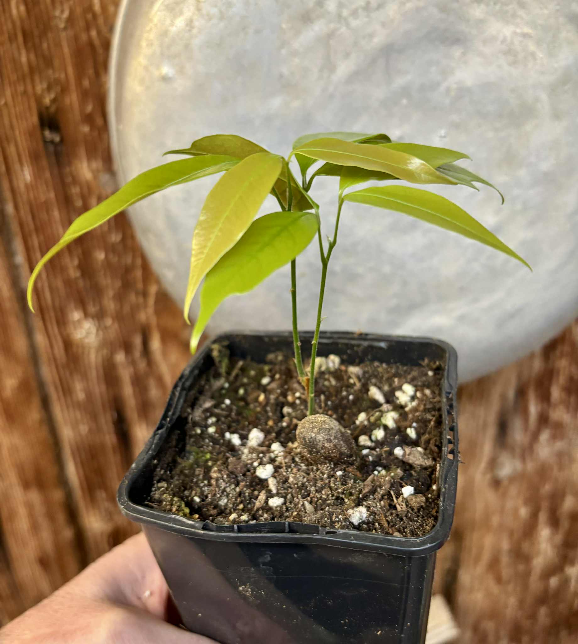 Melicoccus sp Bahia - 1 potted seedling / 1 getopfter Sämling