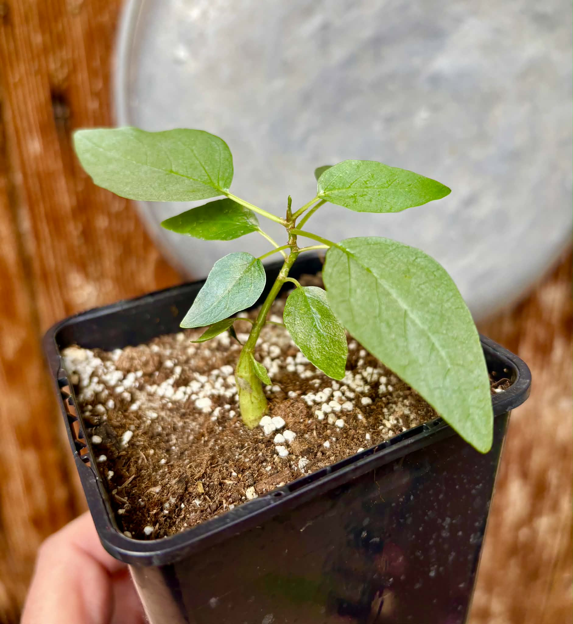 Ficus petiolaris - 1 potted seedling / 1 getopfter Sämling