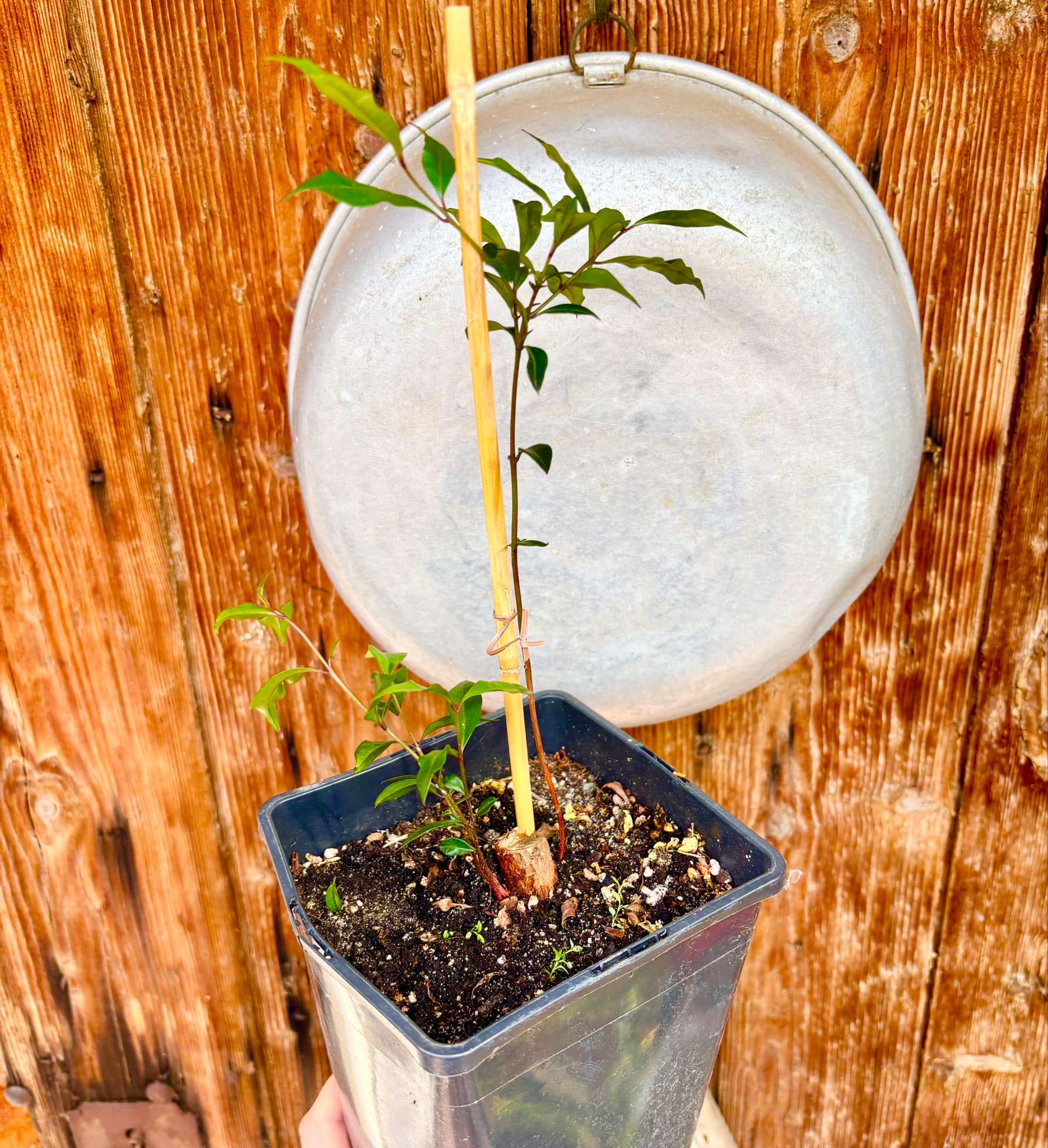 Syzygium smithii - Lilly Pilly - 1 potted plant / 1 getopfte Pflanze