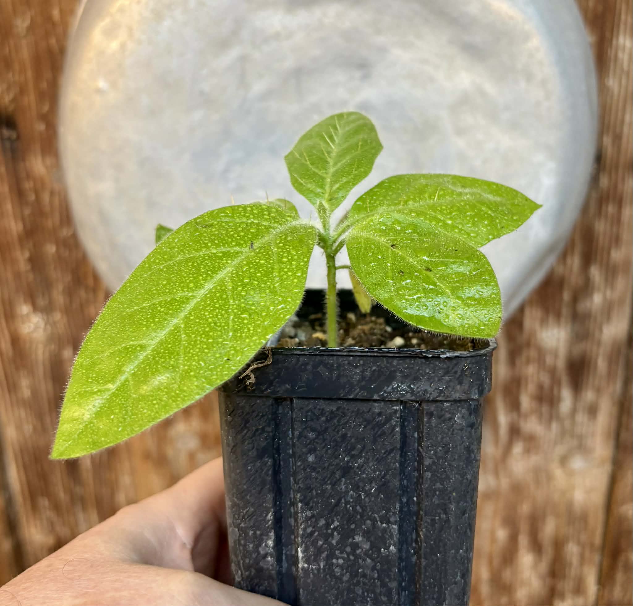 Solanum rumpincola - 1 small potted seedling / 1 kleiner, getopfter Sämling