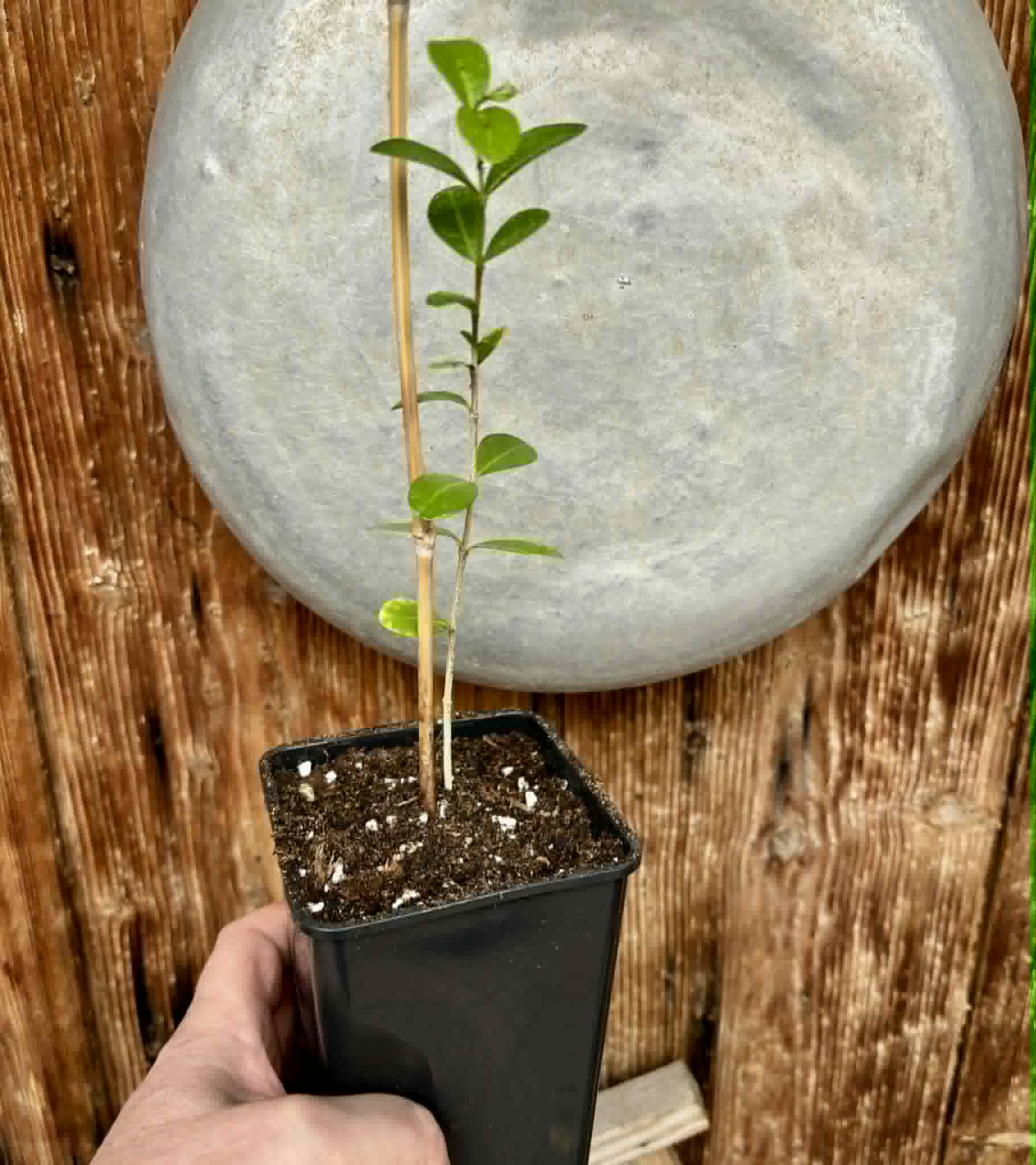 Acerola (Malpighia glabra) - 1 potted seedling / 1 getopfter Sämling
