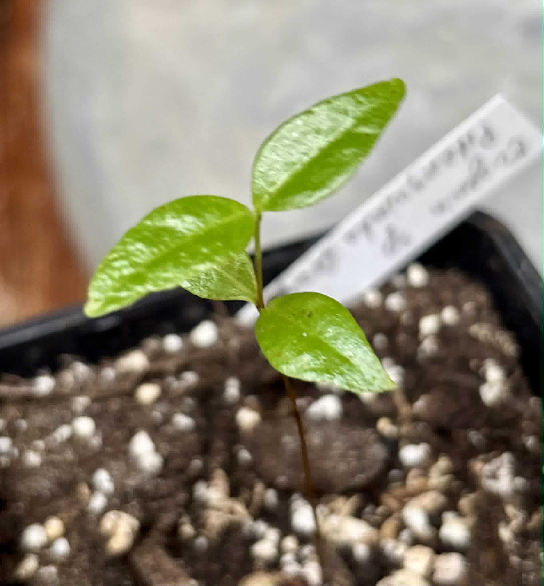 Eugenia sp Pitanguinha Orange - 1 potted seedling / 1 getopfter Sämling