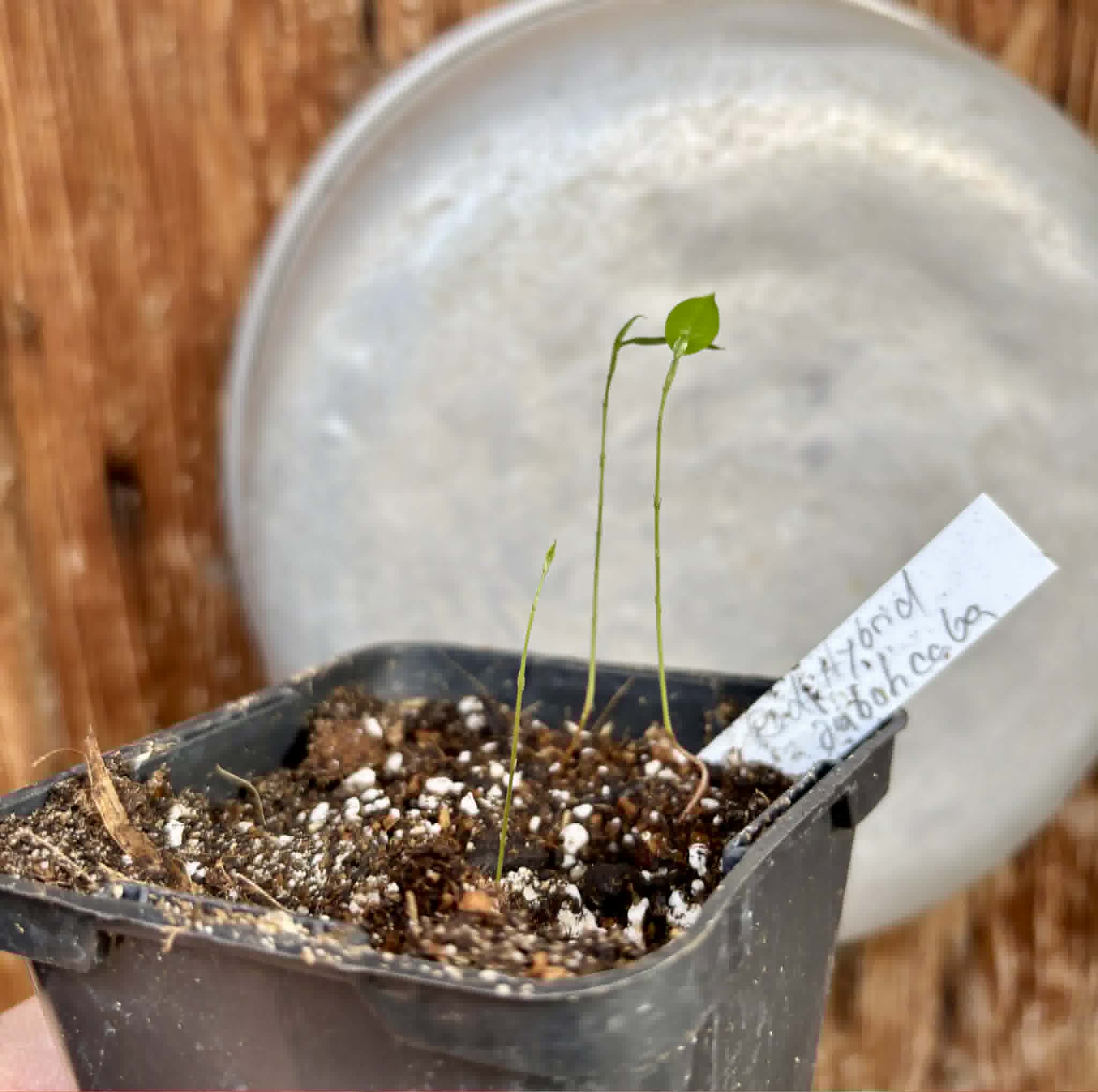 3 in 1 pot - Red Hybrid Jaboticaba (Plinia cauliflora x aureana) - 3 seedlings in one pot / 3 Sämlinge in einem Topf