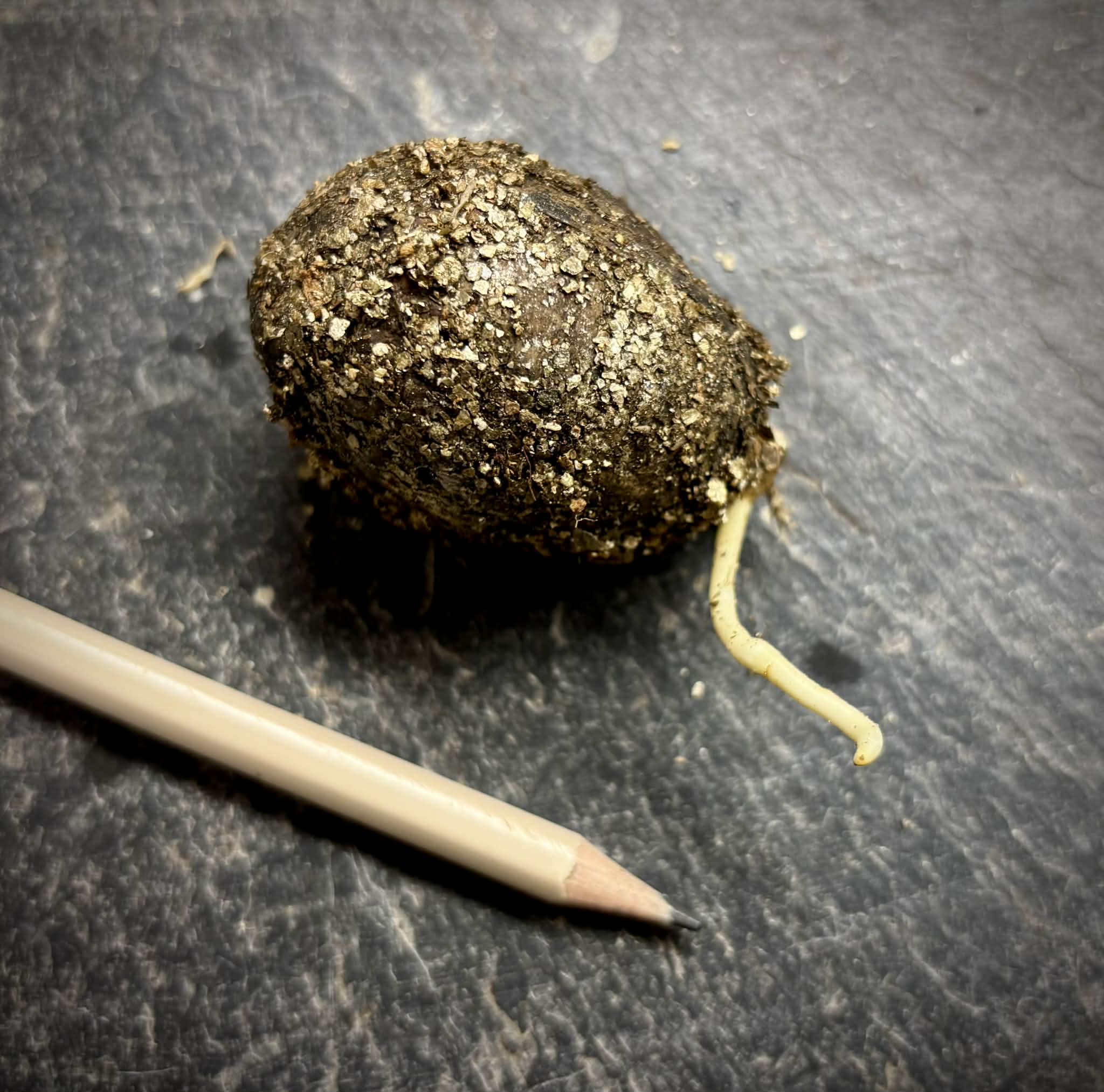 Pouteria glomerata - 1 germinated seed / 1 gekeimter Samen