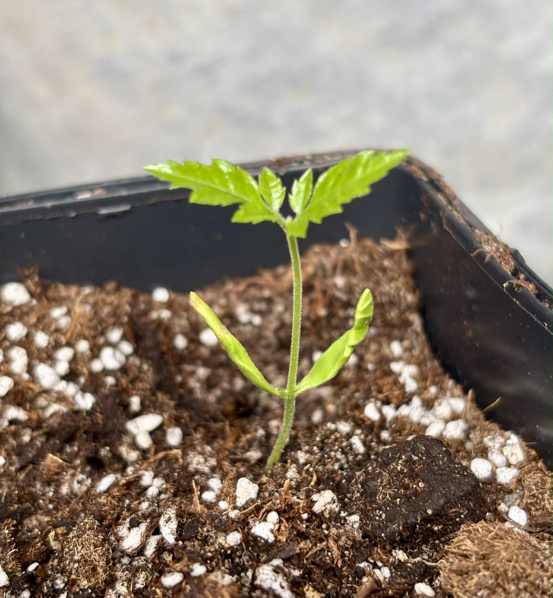 Allophylus edulis - Chal-Chal / Fruta de Pomba - 1 potted seedling / 1 getopfter Sämling