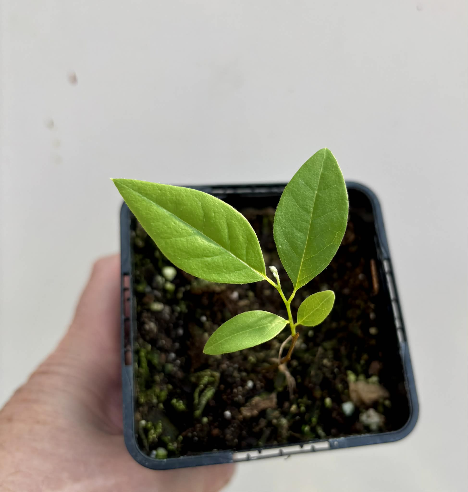 Annona rensoniana  - 1 potted seedling / 1 getopfter Sämling
