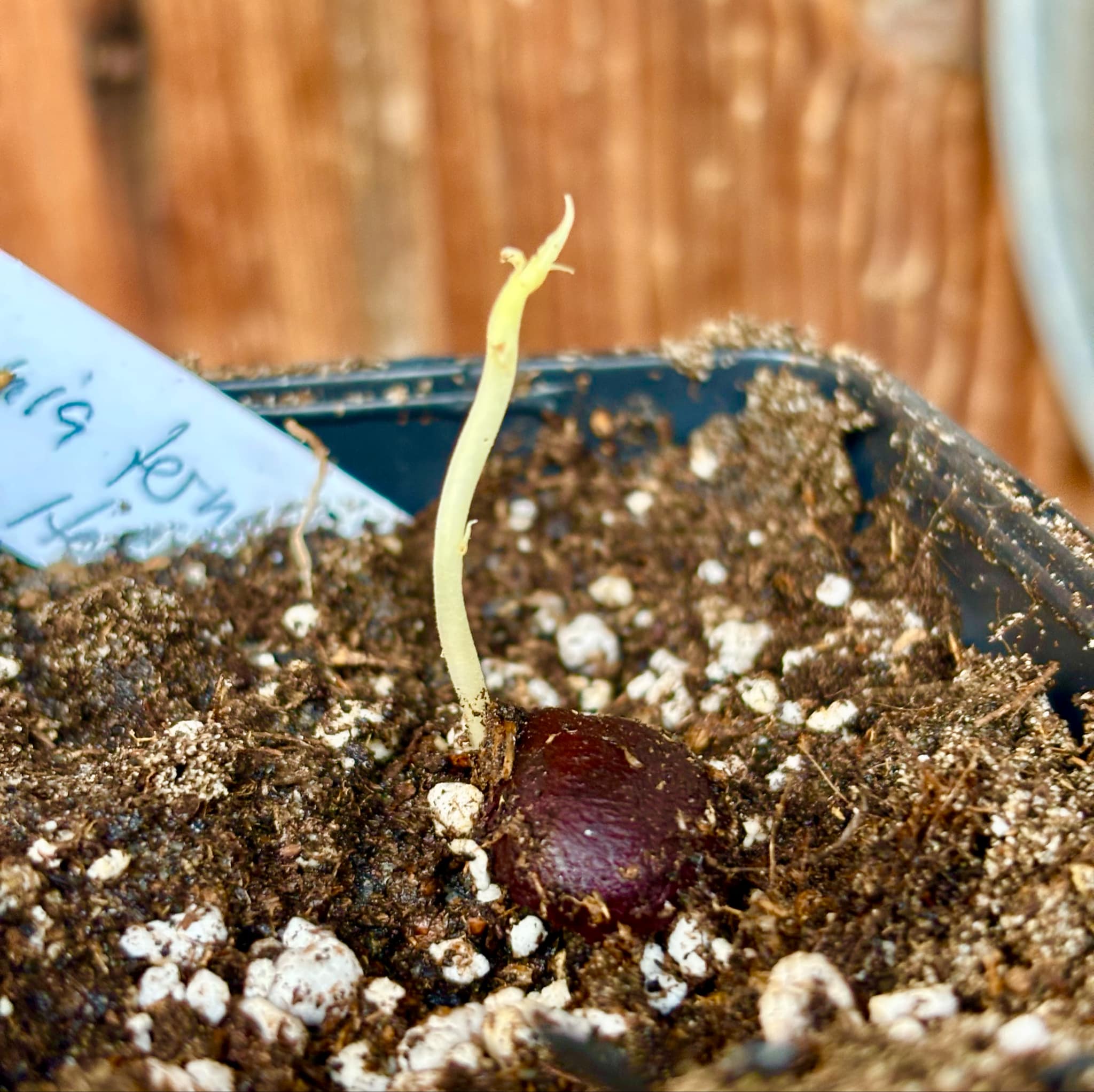 Uvaia maracuja (Eugenia ternatifolia) - 1 small potted seedling / 1 kleiner, getopfter Sämling