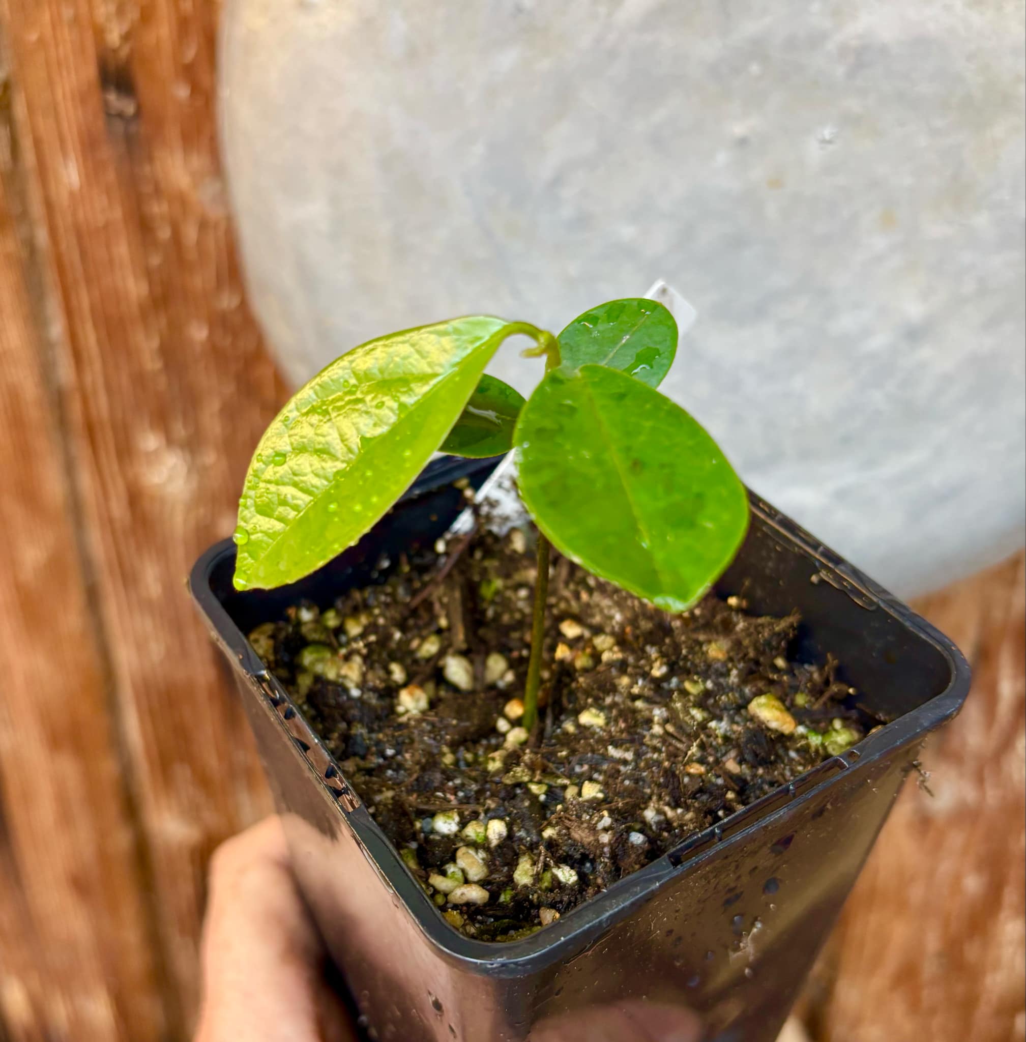 Annona aff excellens - 1 potted seedling / 1 getopfter Sämling